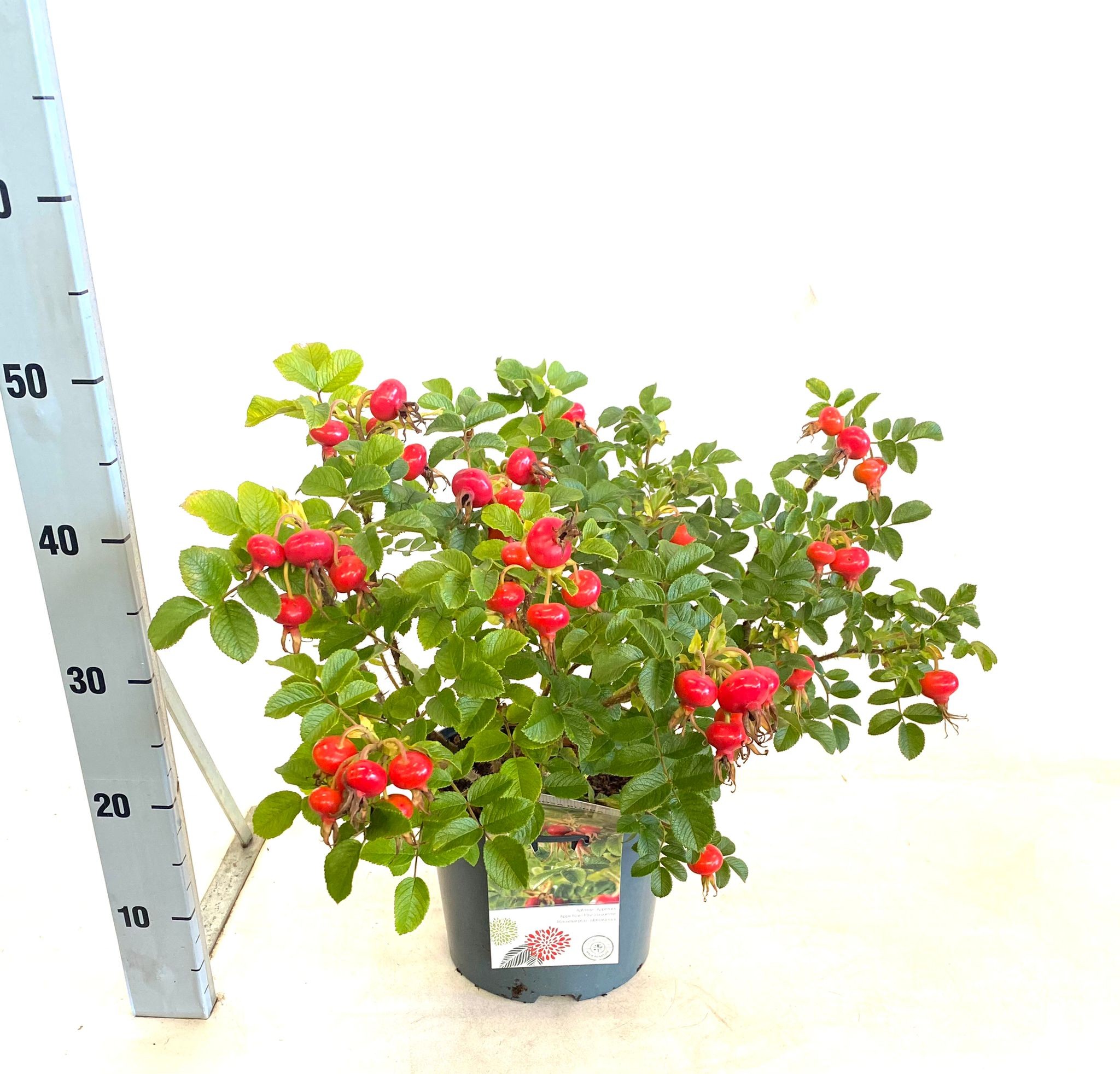 Rosa rugosa rubra, D 23