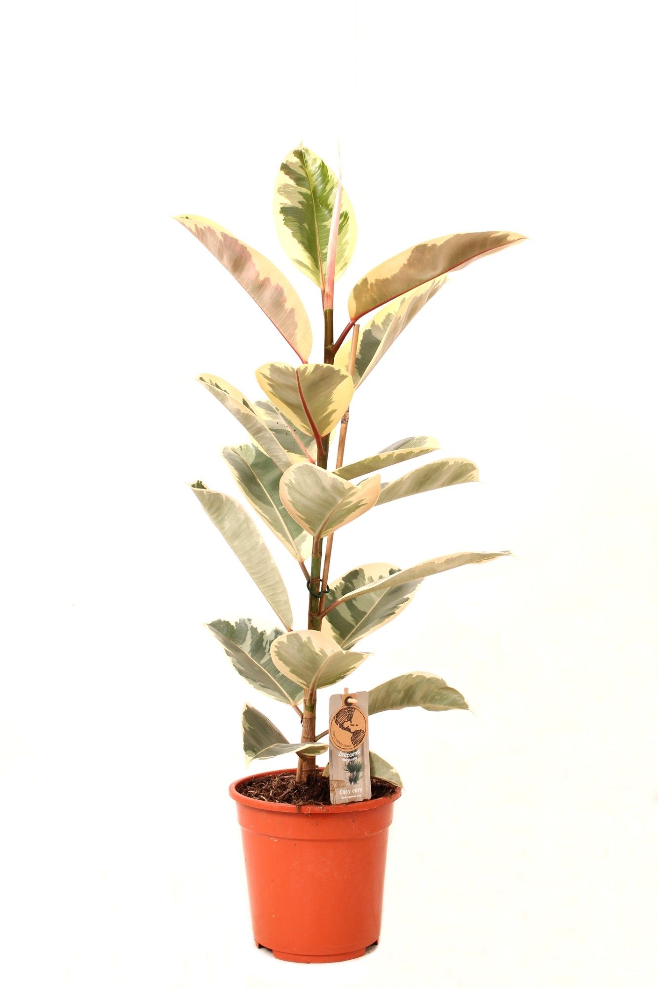 Ficus P21 Tineke 1PP, D 21