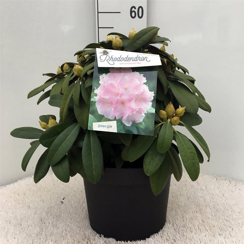 Rhodo. (Y) 'Doc' pink, D 29