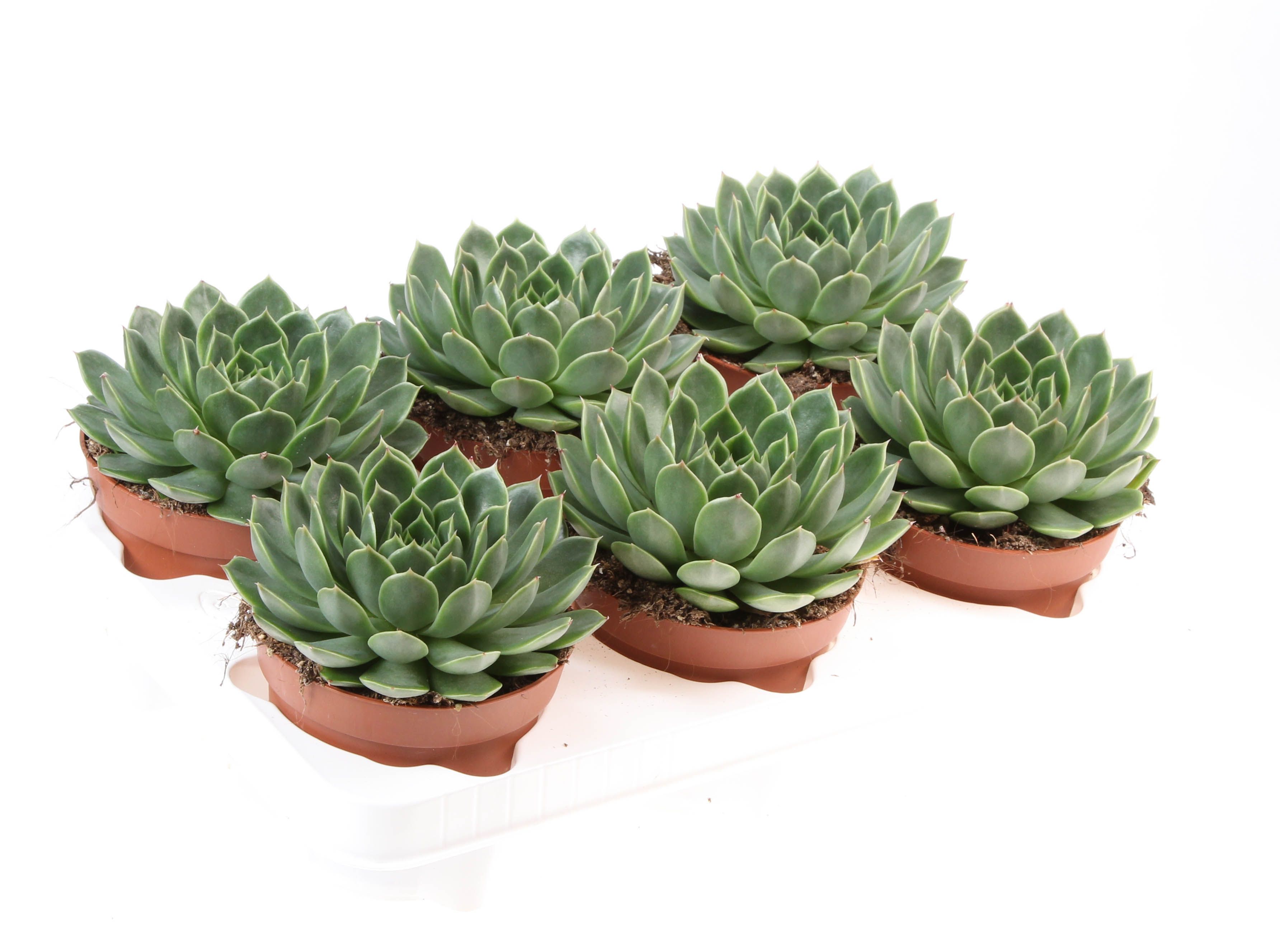 Echeveria Miranda Flat, D 12