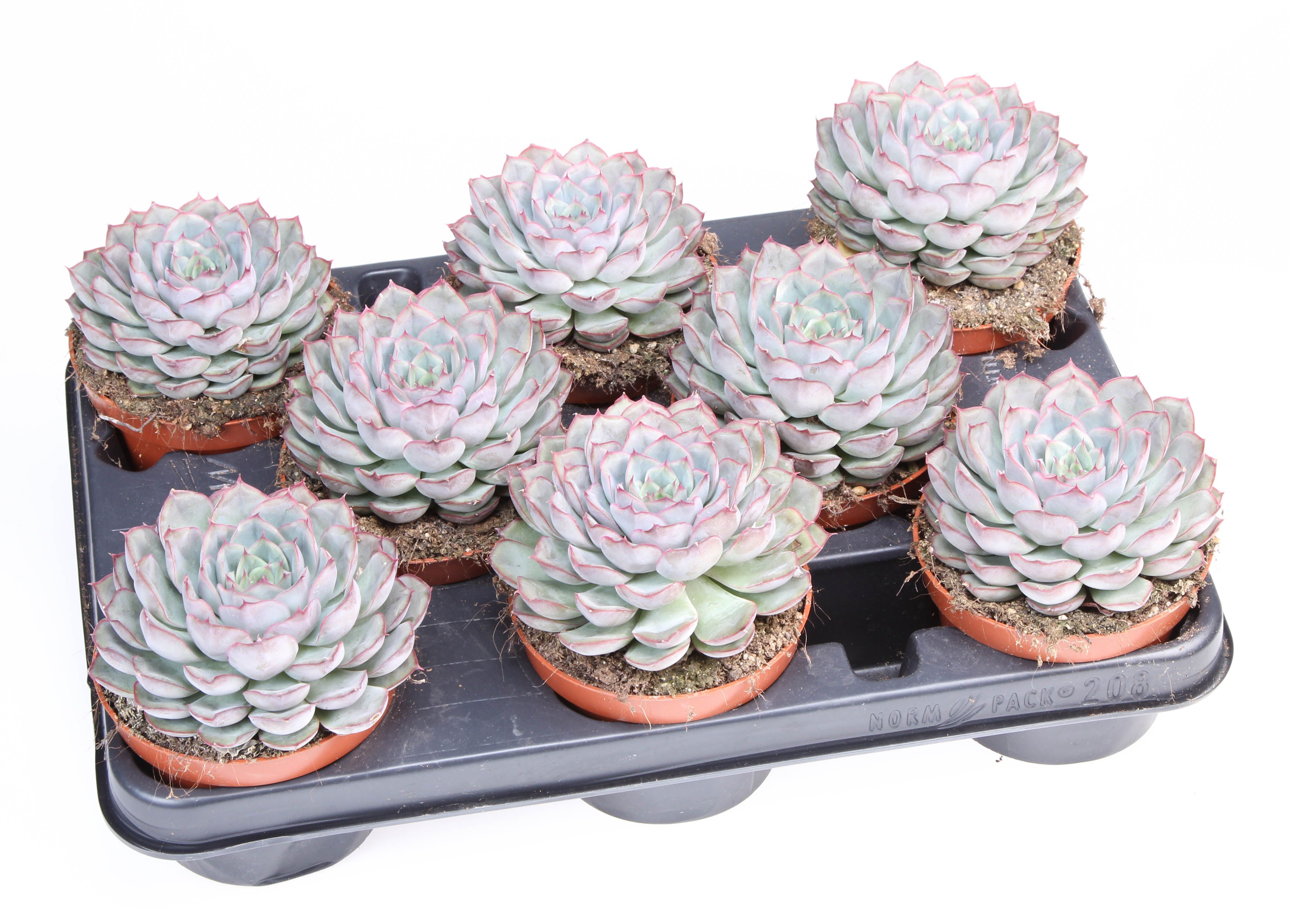 Echeveria mystery, D 10,5