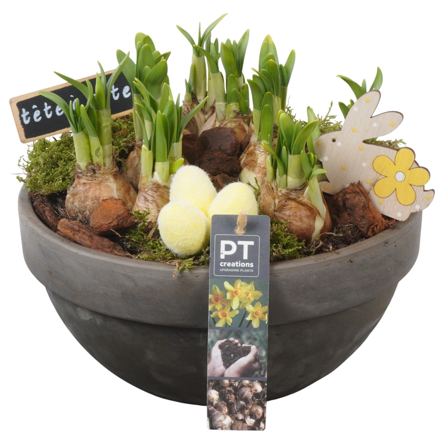 PTNP4464 Arrangement Narcissus Easter in terracotta schaal, D 23