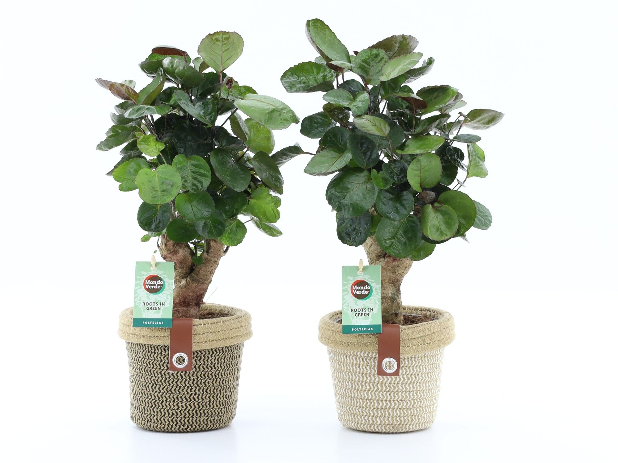 Polyscias Fabian in Noah Deluxe, D 14