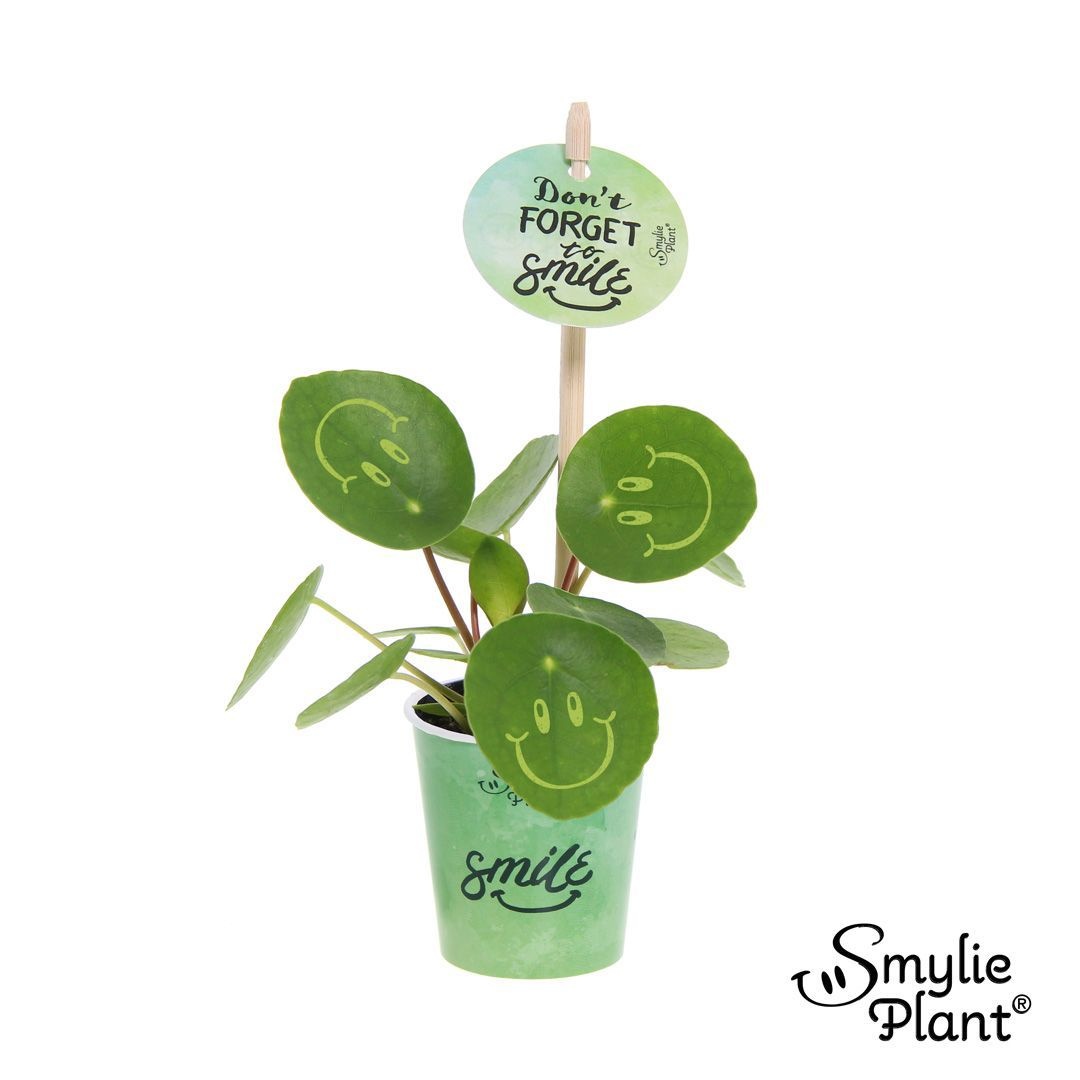Pilea Smylie Plant® Ⓓ - Happy in papercup, D 5,5