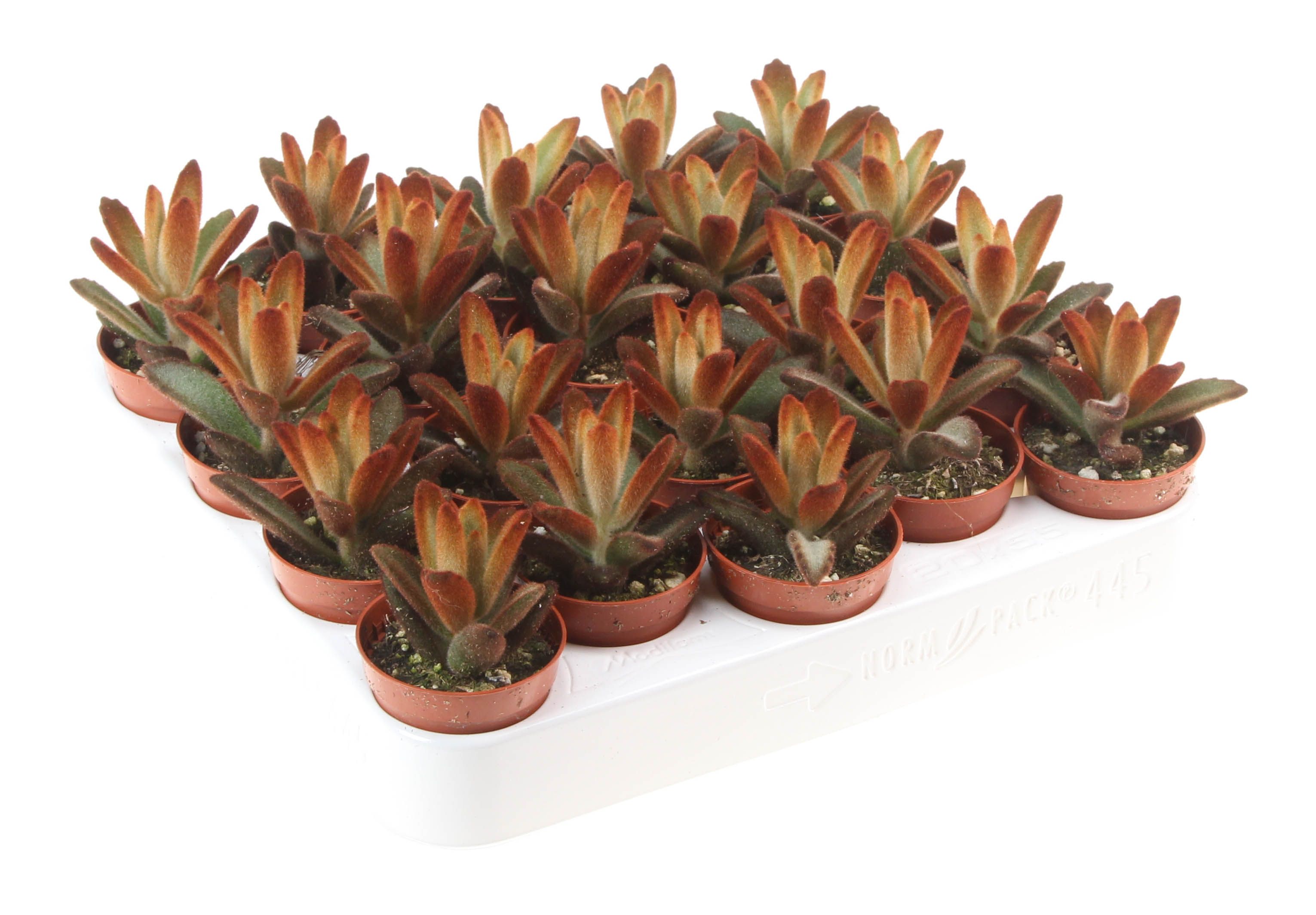 Kalanchoe Tomentosa Dorothy, D 5,5