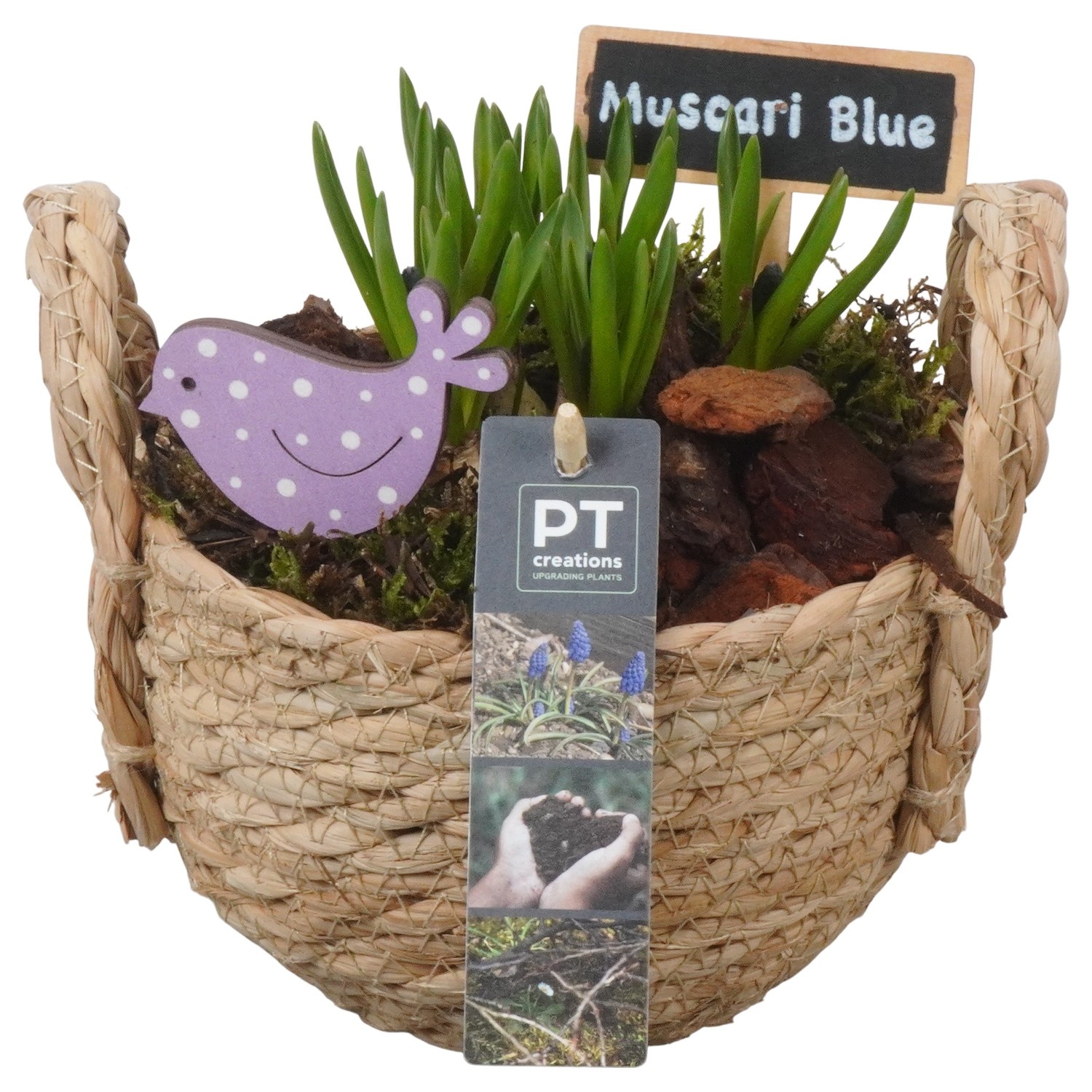 PTMB6200 Arrangement Muscari Blue in riet mand, D 15