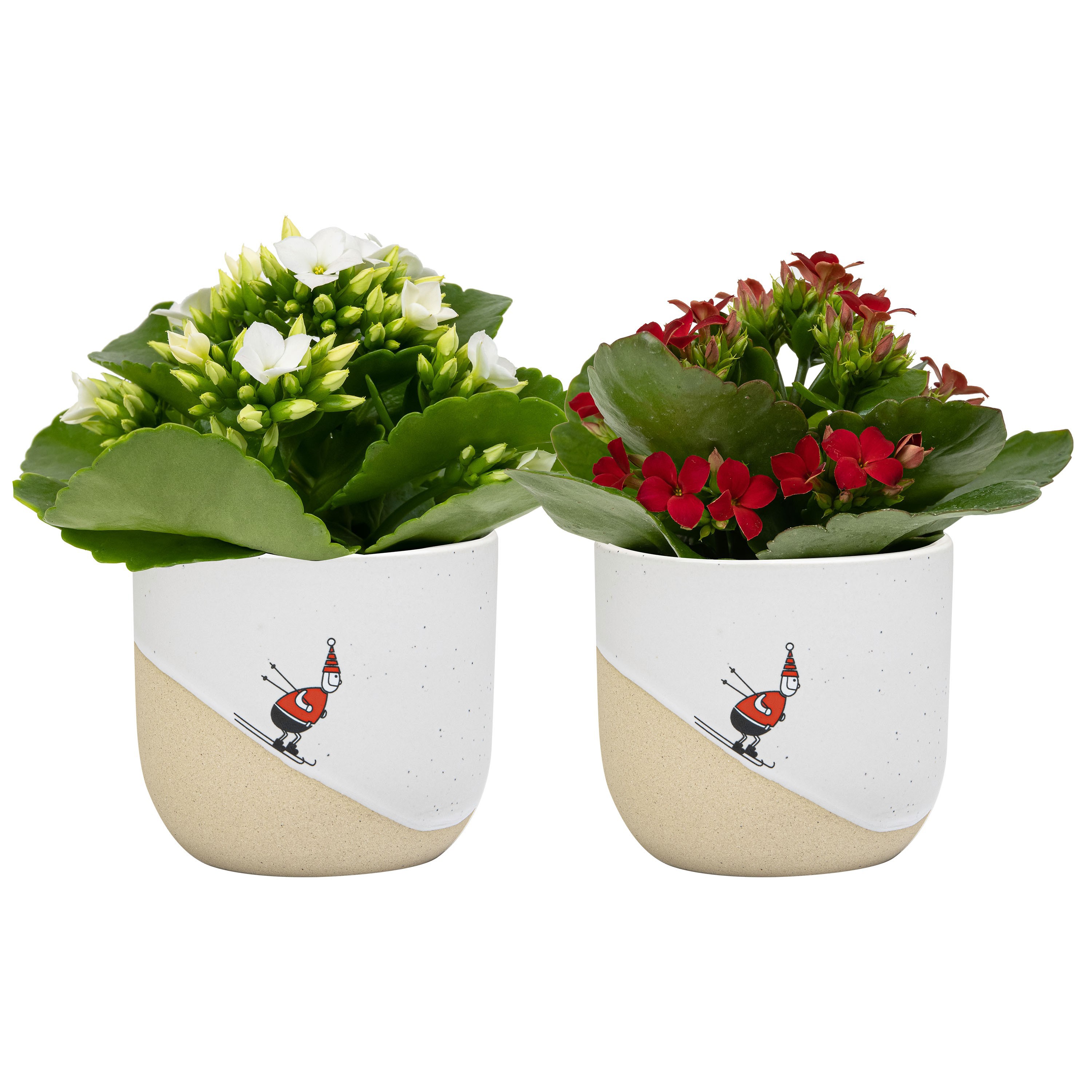 Winter Break with Kalanchoe, D 6