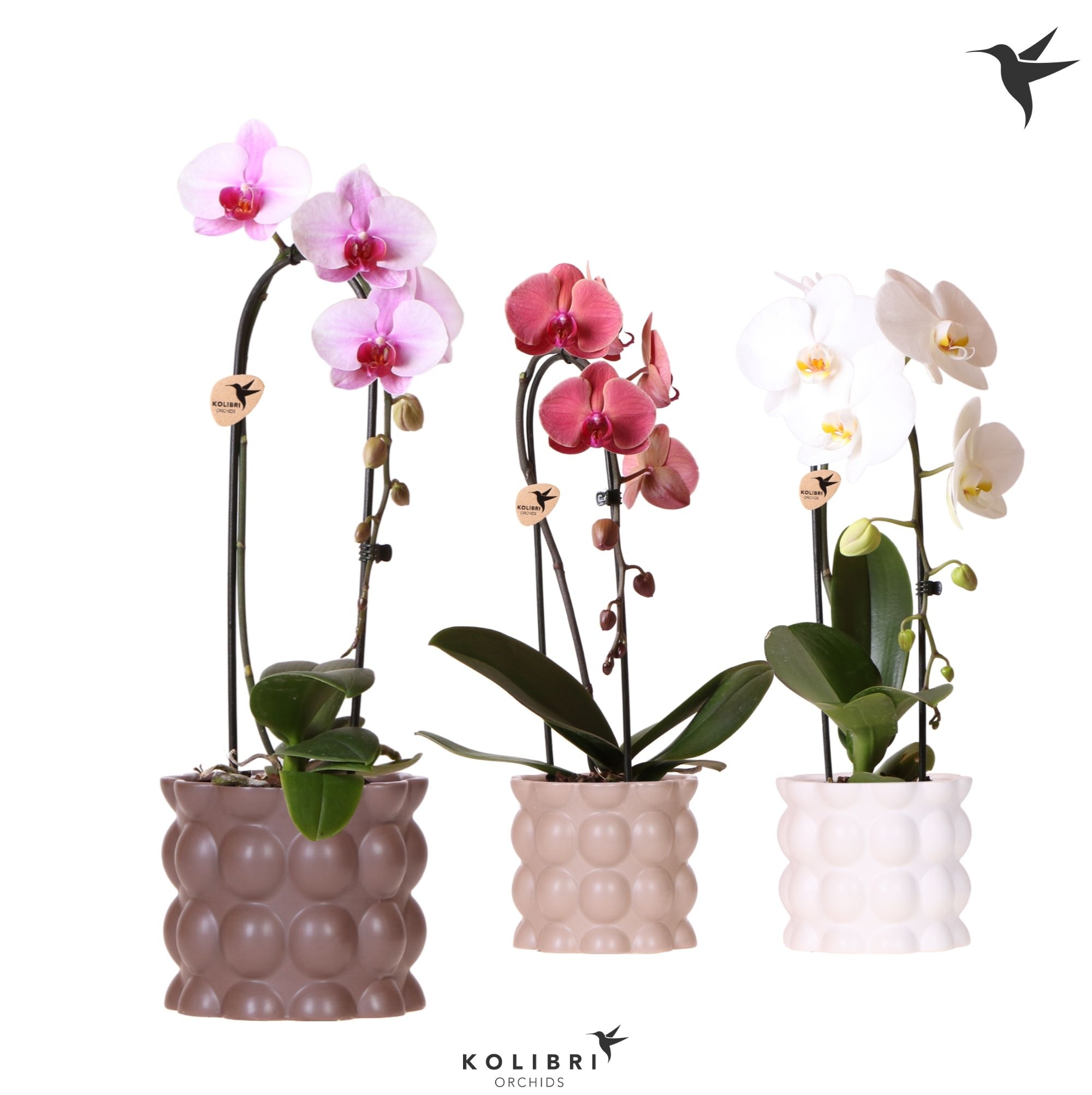 Kolibri Orchids Cascade Niagara Fall mix 1 spike in Cotton pot sand mix, D 12