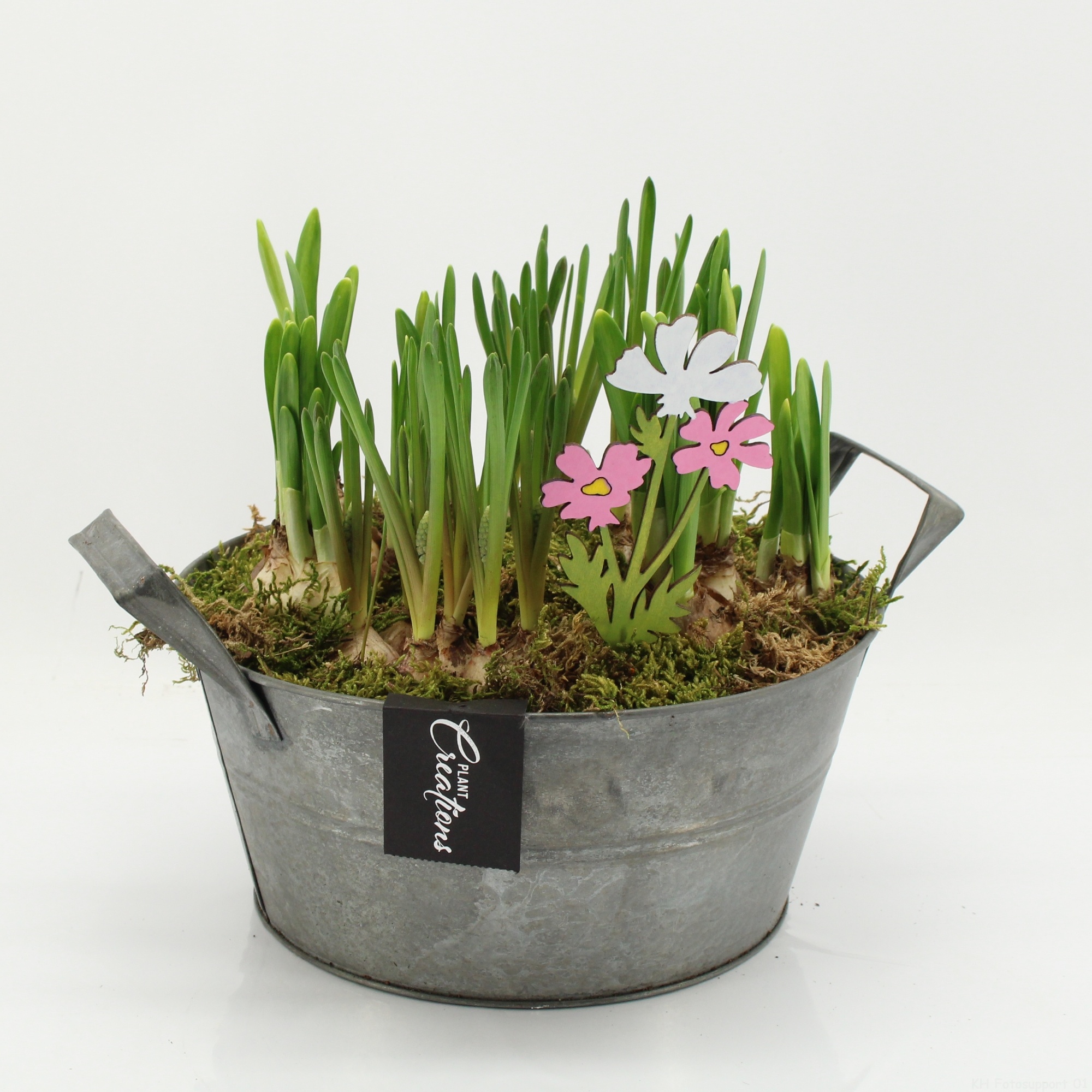 BLCR-2618 Bulbs creations, D 23