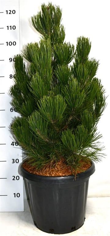 Pinus heldreichii 'Satellit', D 38