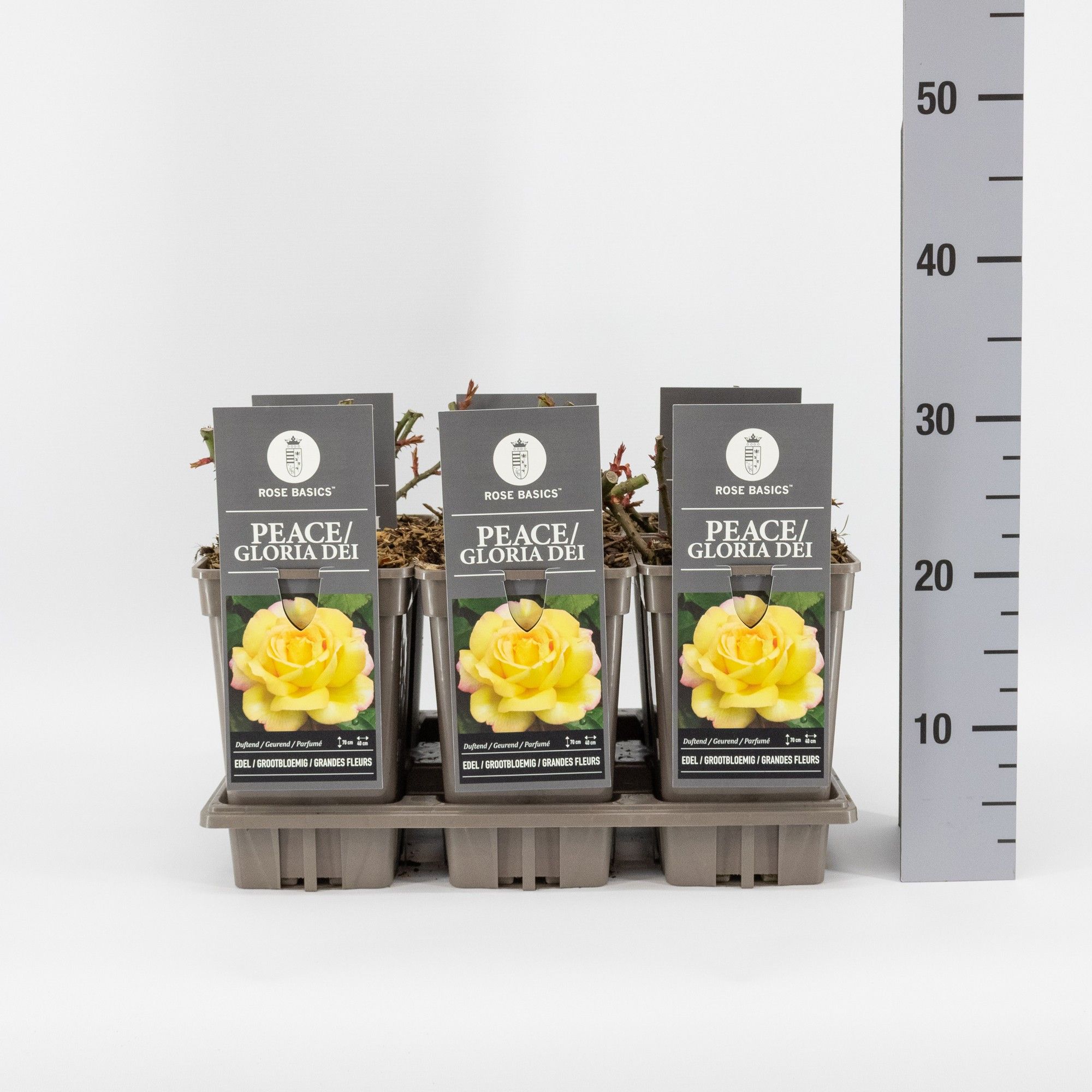 Rosa (TH) Peace (Gloria Dei), C3, D 17