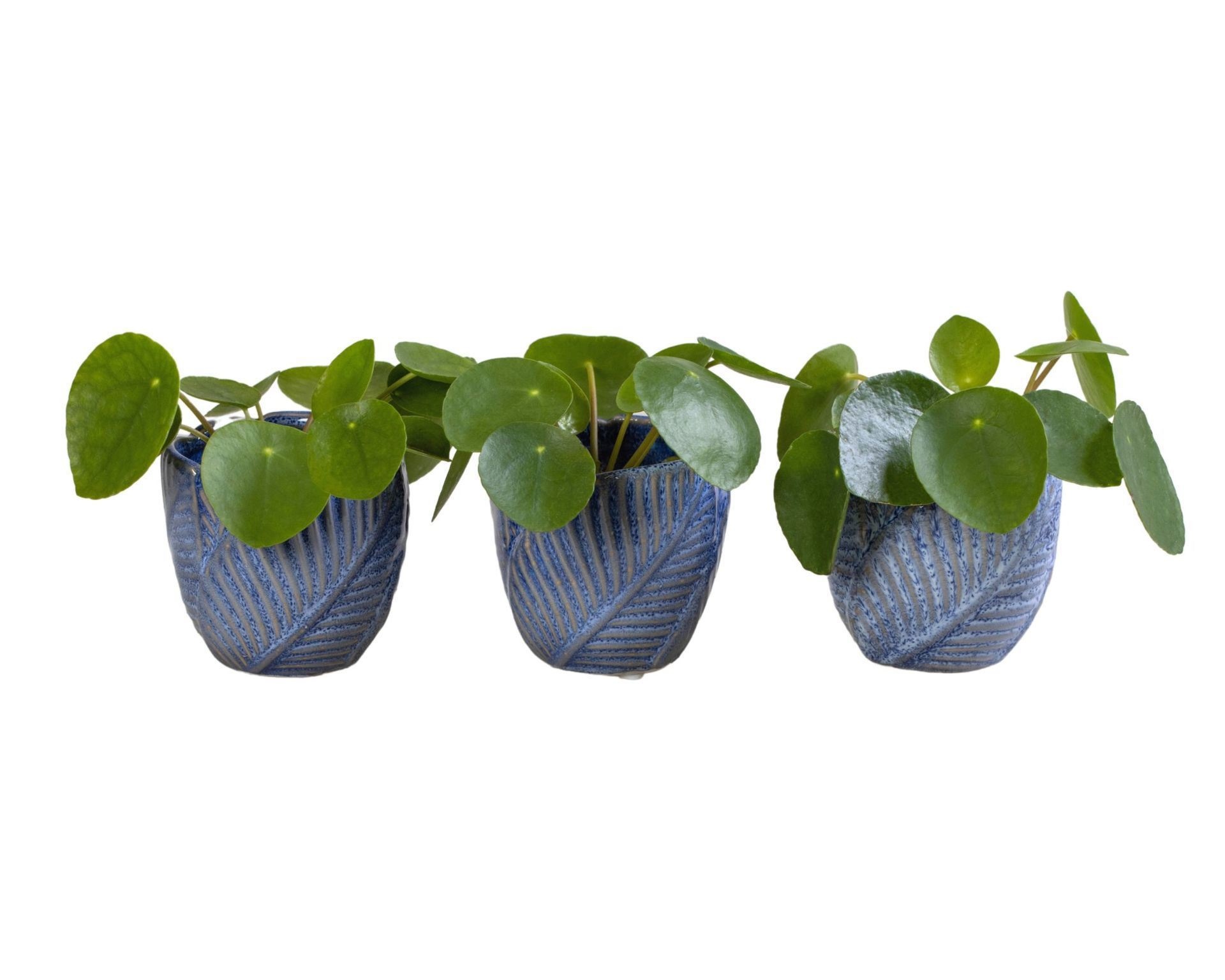 L 65973 with Pilea Peperomioides 6 cm, D 6