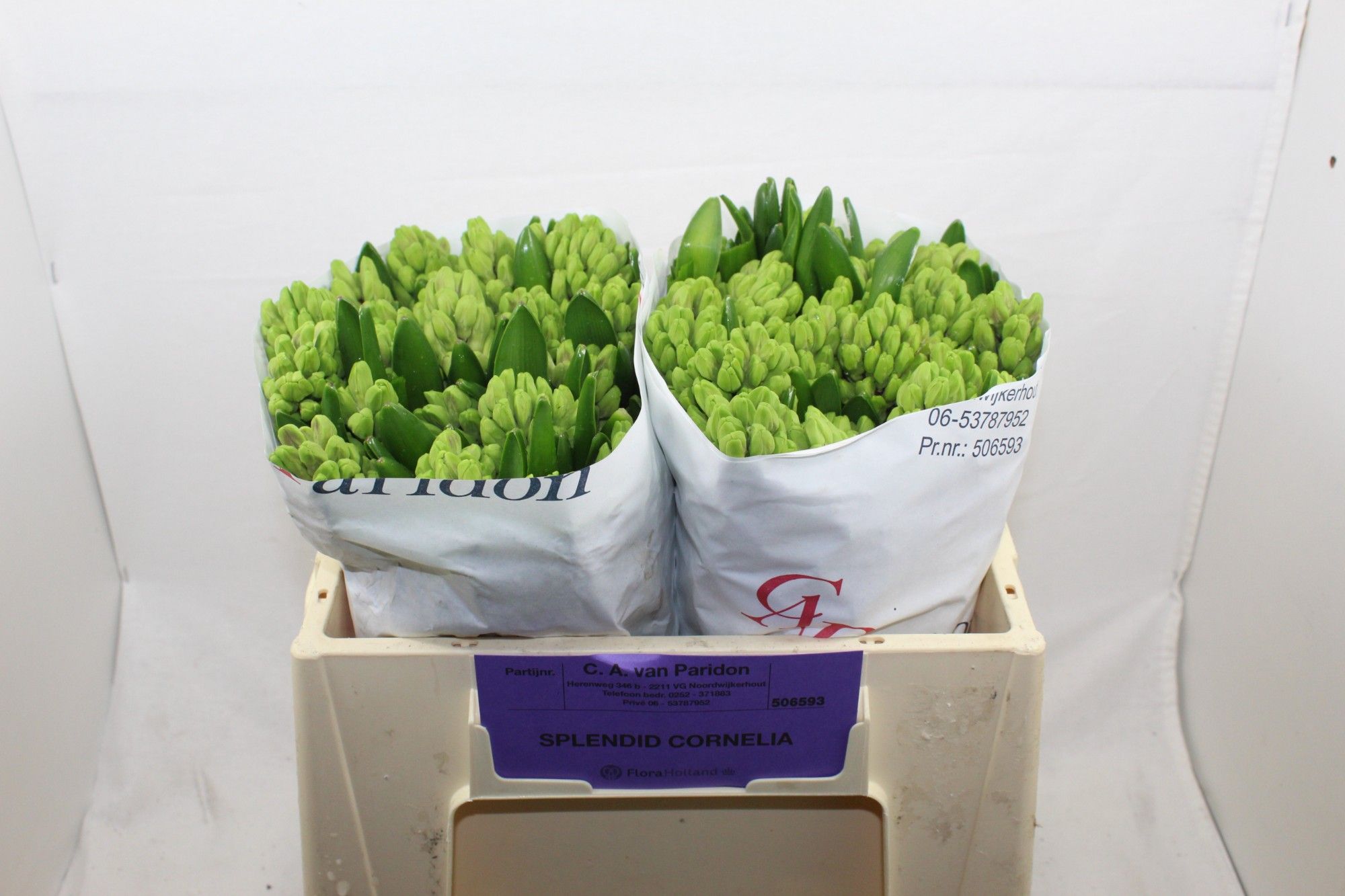 Гиацинт Сплендид Корнелия (лаванд.), шт.