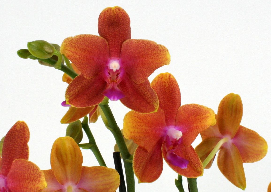 Phal. 5-6 tak 'Bolgheri' 12 cm Topf 'Two of Us', D 12
