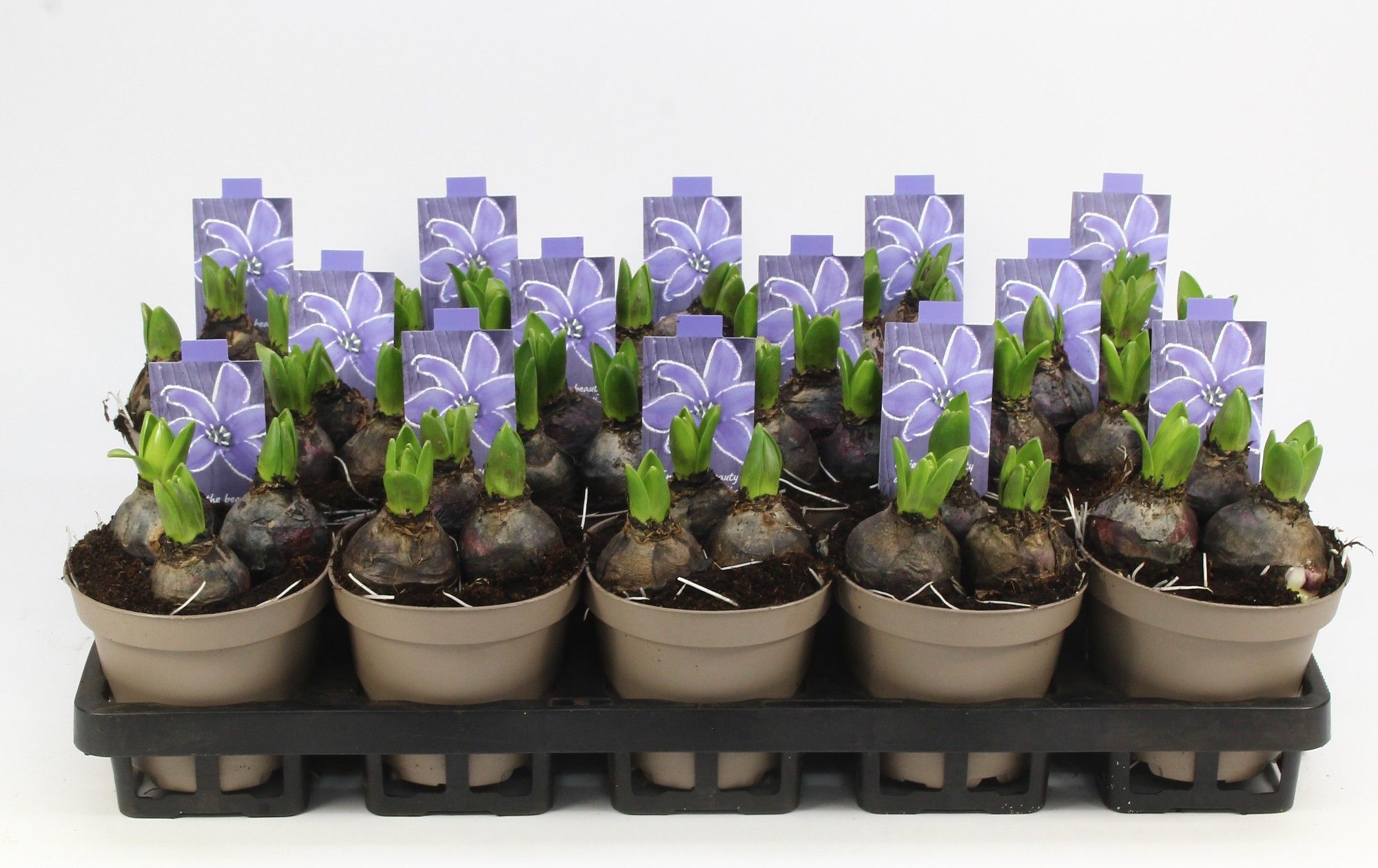 HYACINT BLAUW 12 Floratino, D 12