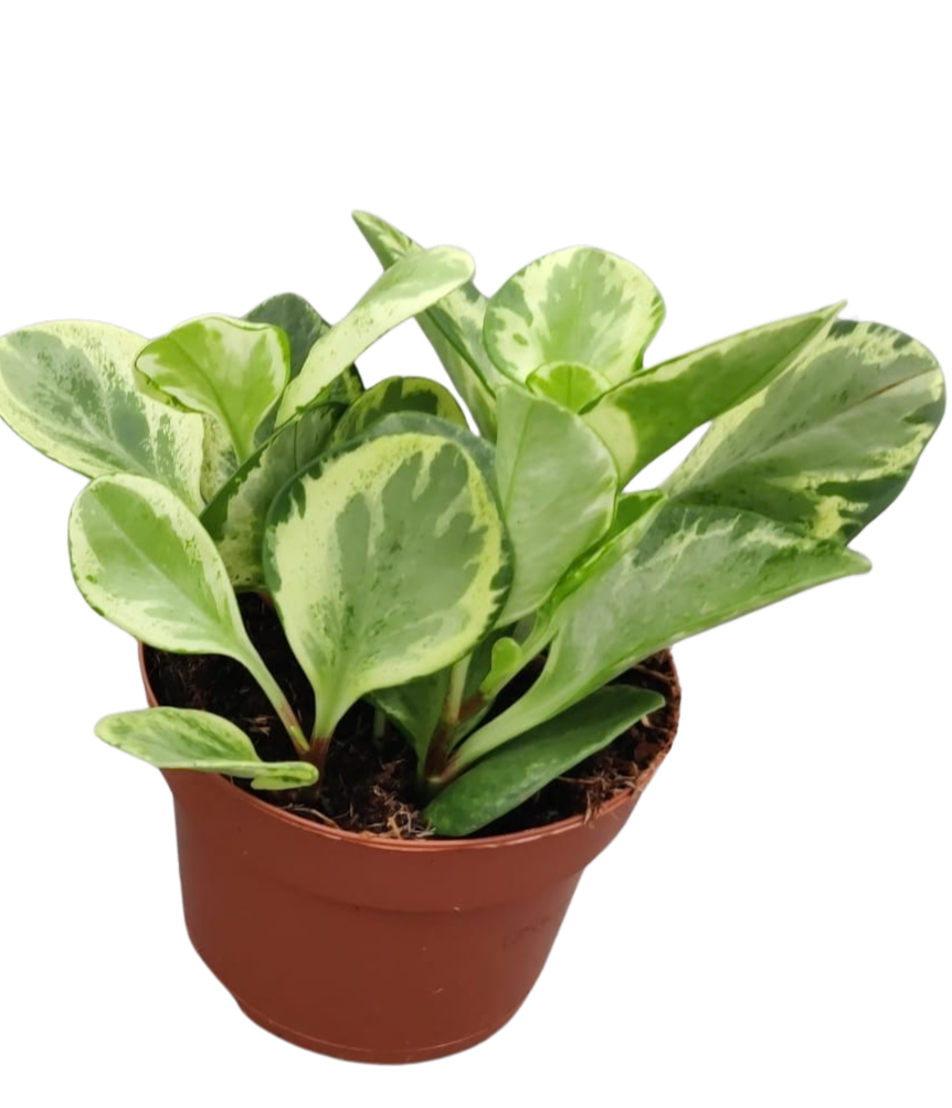 Peperomia Obtusfolia Marble P12, D 12