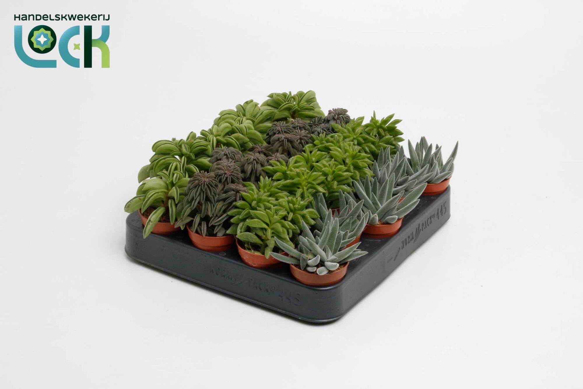 Peperomia Mix, D 5,5