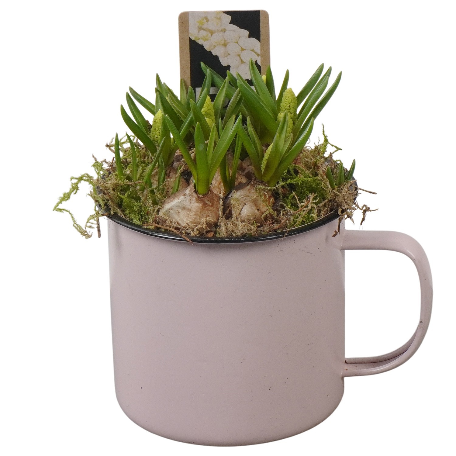 PTWMB8111 Arrangement Muscari White in metalen pot, D 10