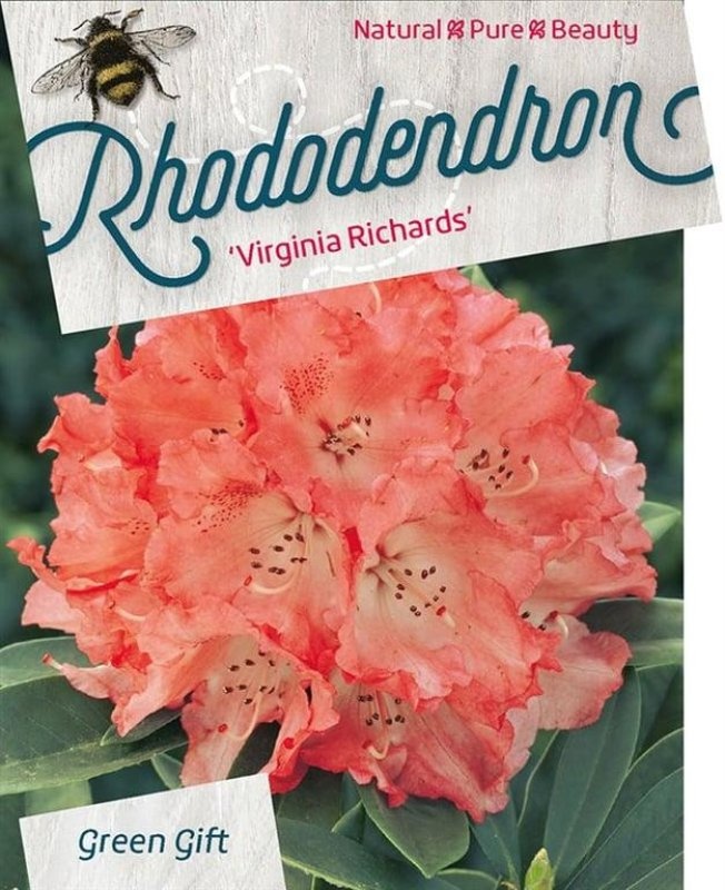 Rhododendron 'Virginia Richards', D 52