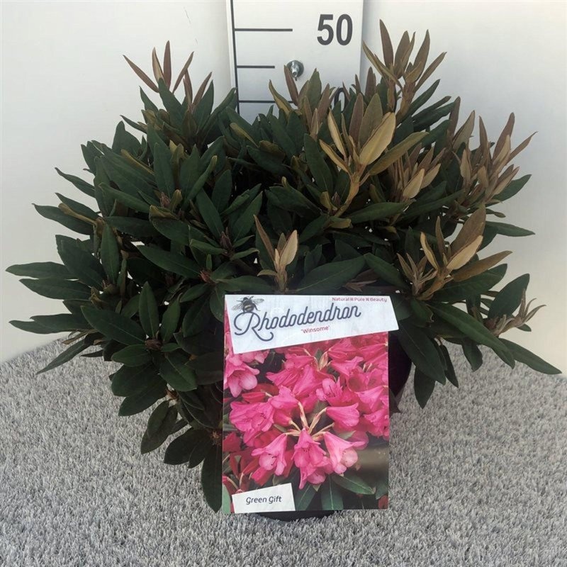 Rhododendron 'Winsome', D 29