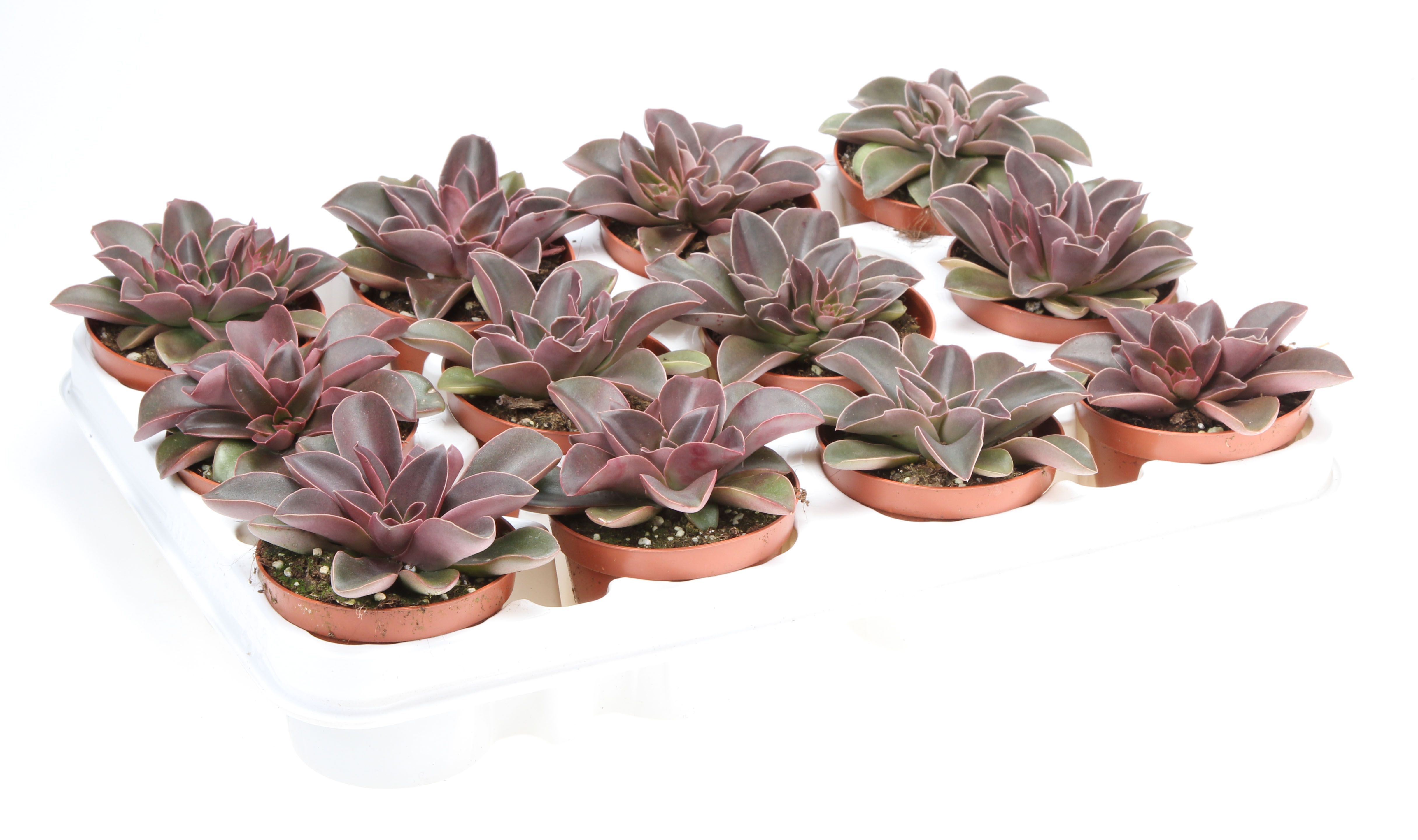 Echeveria racemosa, D 8,5