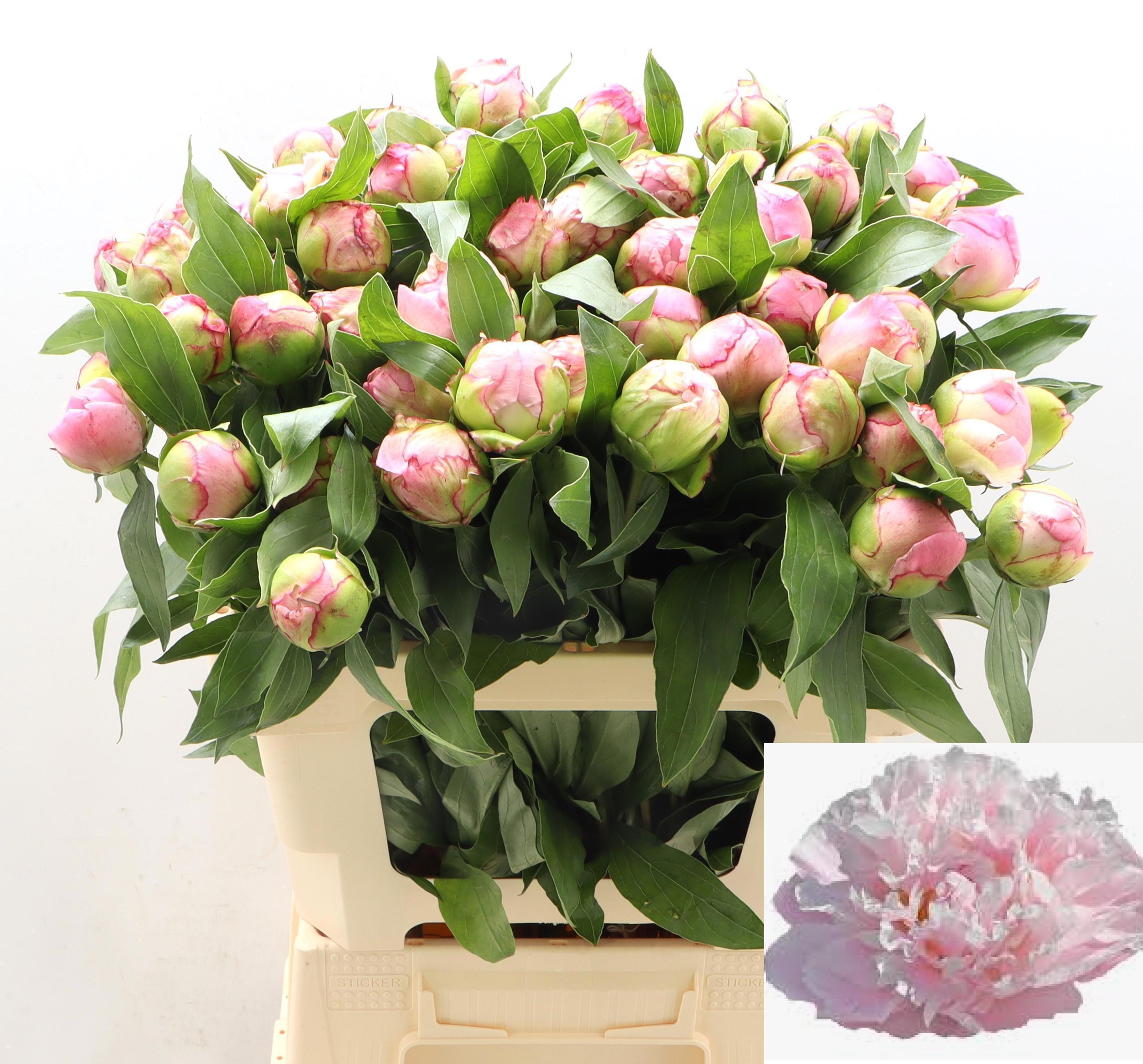 Пион Катарина Фонтейн 60, шт.