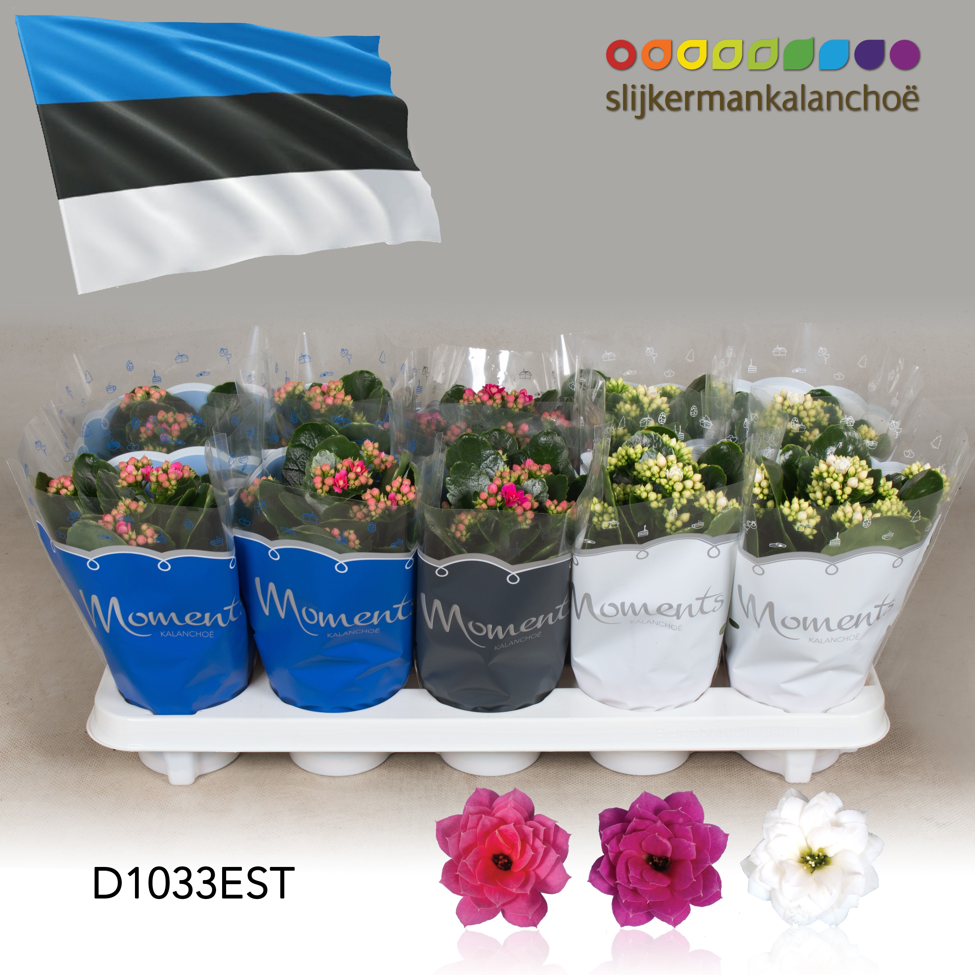 Kalanchoe Moments - Estonia flag, D 10,5