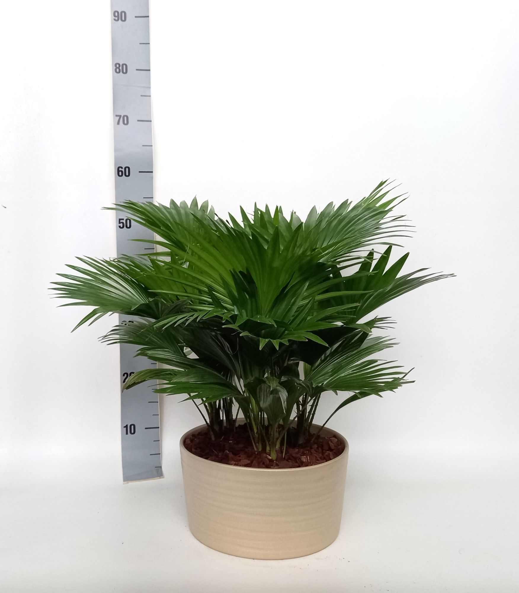 Livistona in Andorra 3 pp Pearl white, D 26