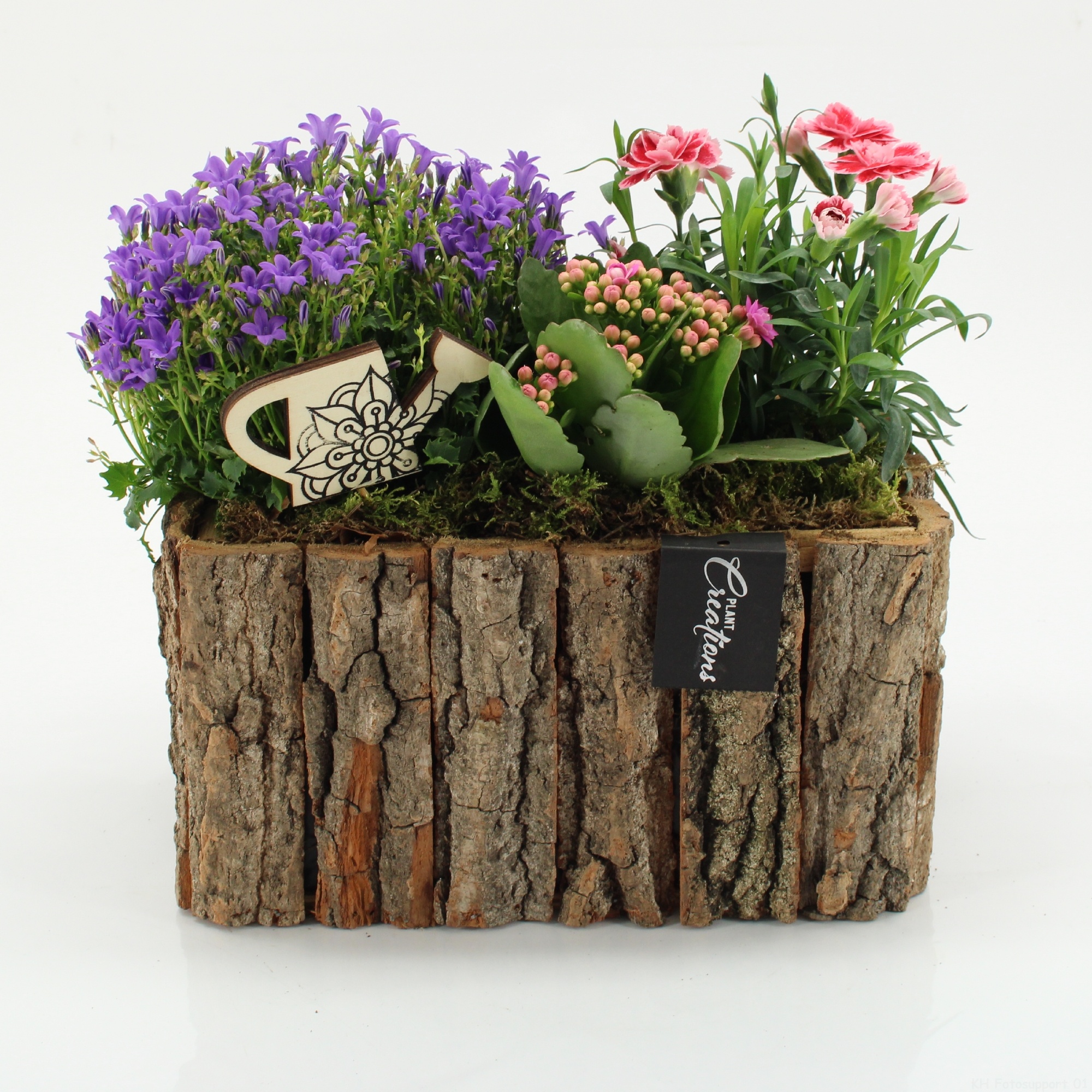 CACR-2604 Campanula creations, D 26