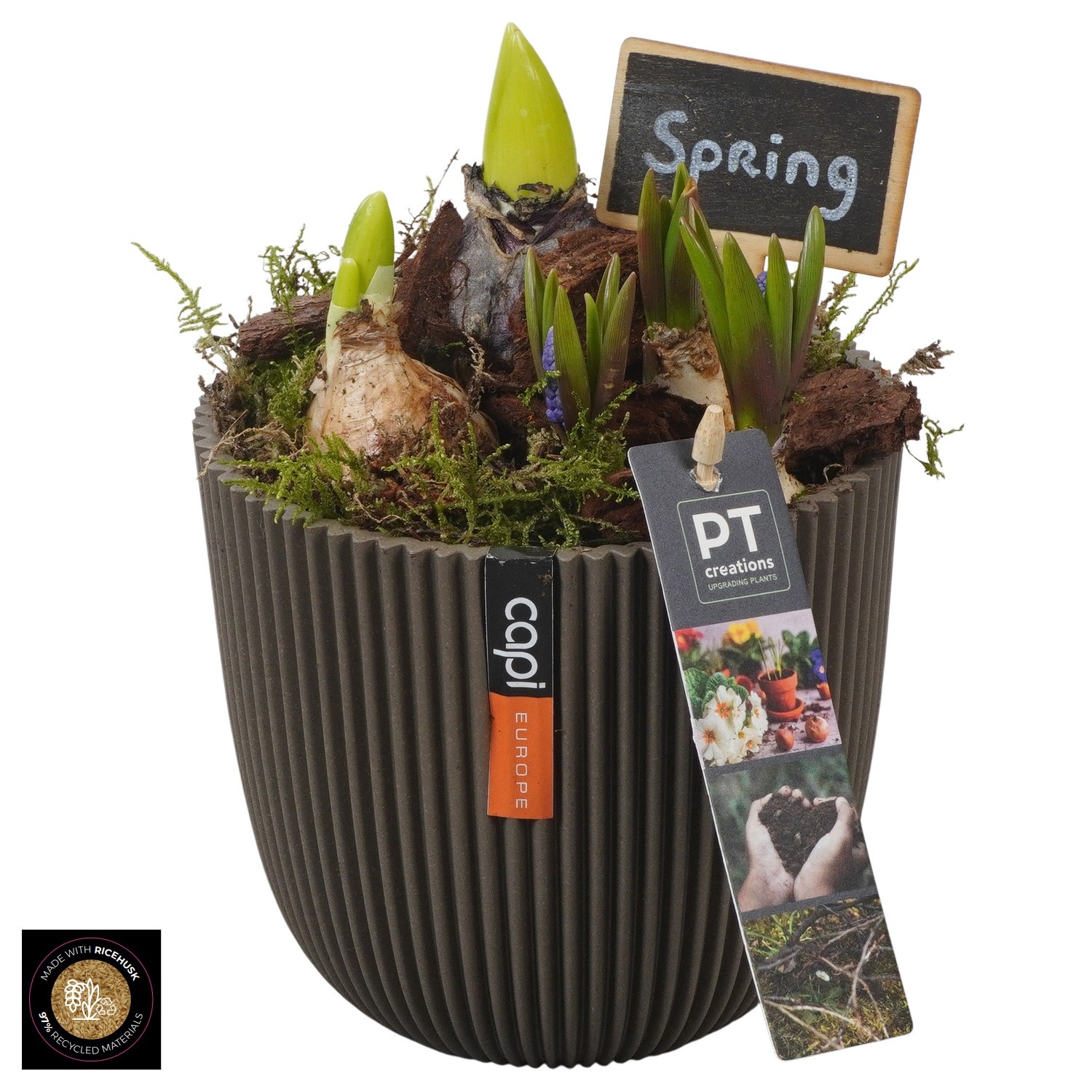 PTBM3932 Arrangement Flower Bulbs Mix in capi pot, D 13
