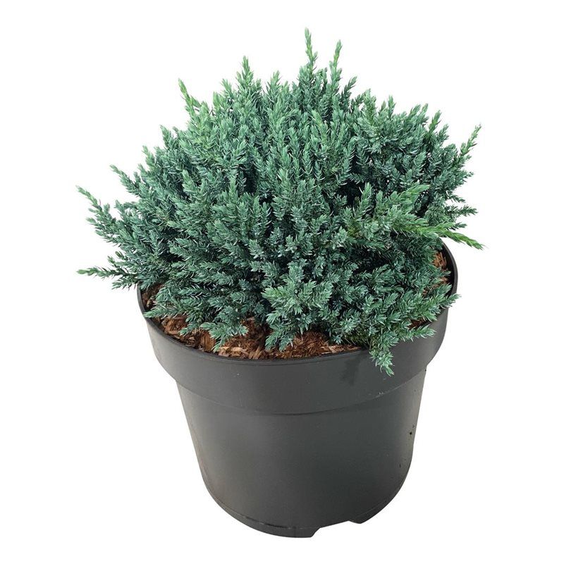 Juniperus squa. 'Tropical Blue', D 24