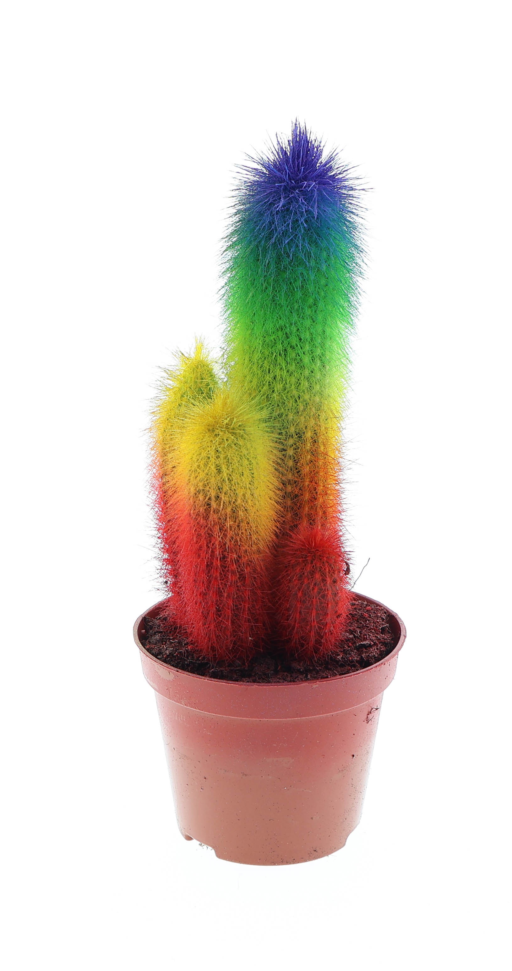 Rainbow cactus special edtion, D 8,5