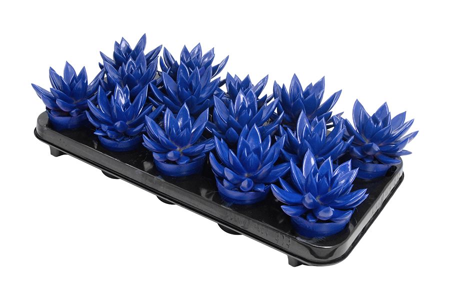 Miranda coloured dark blue, D 8,5