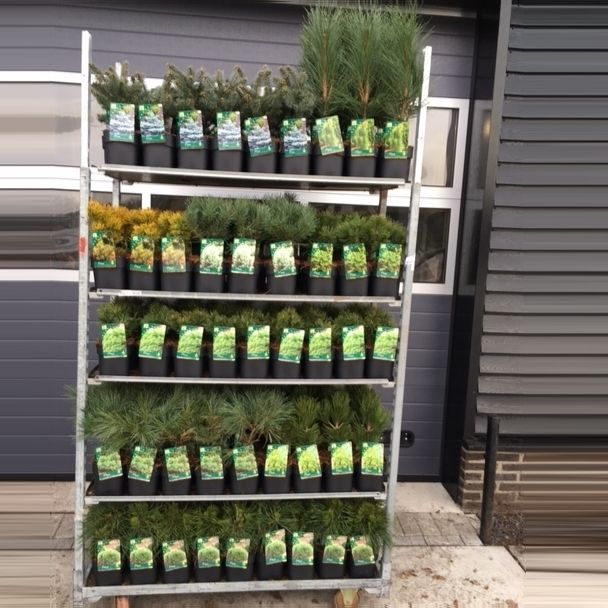 Pinus. Picea mix veredelingen, D 17