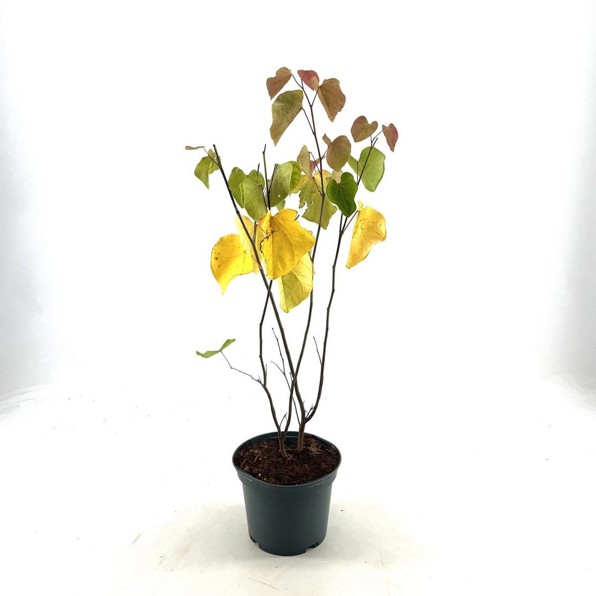 Cercis canadensis, D 19