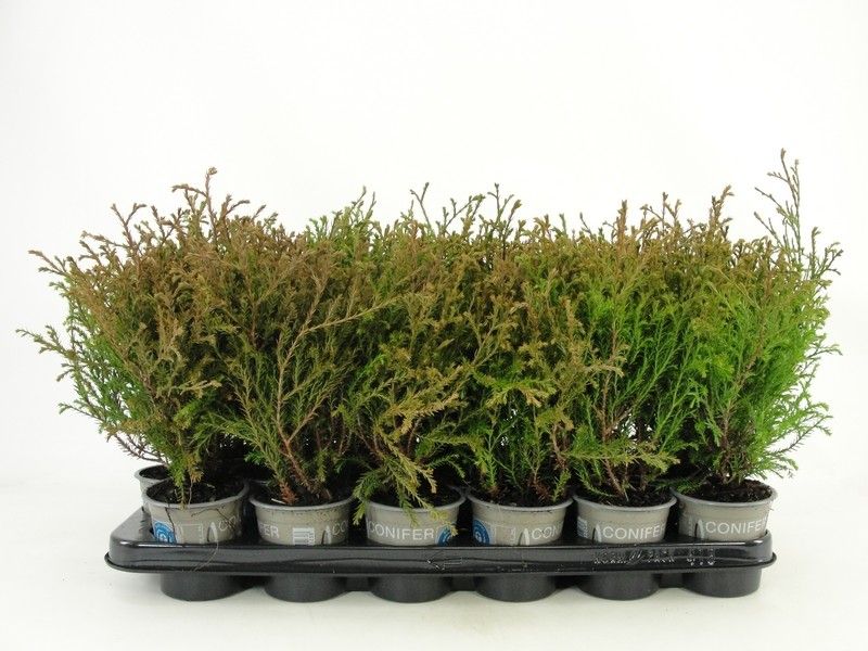 Thuja occidentalis 'Mr. Bowling Ball', D 9