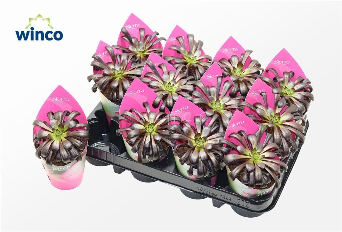 Aeonium Schwartzkopf (sierra), D 8,5