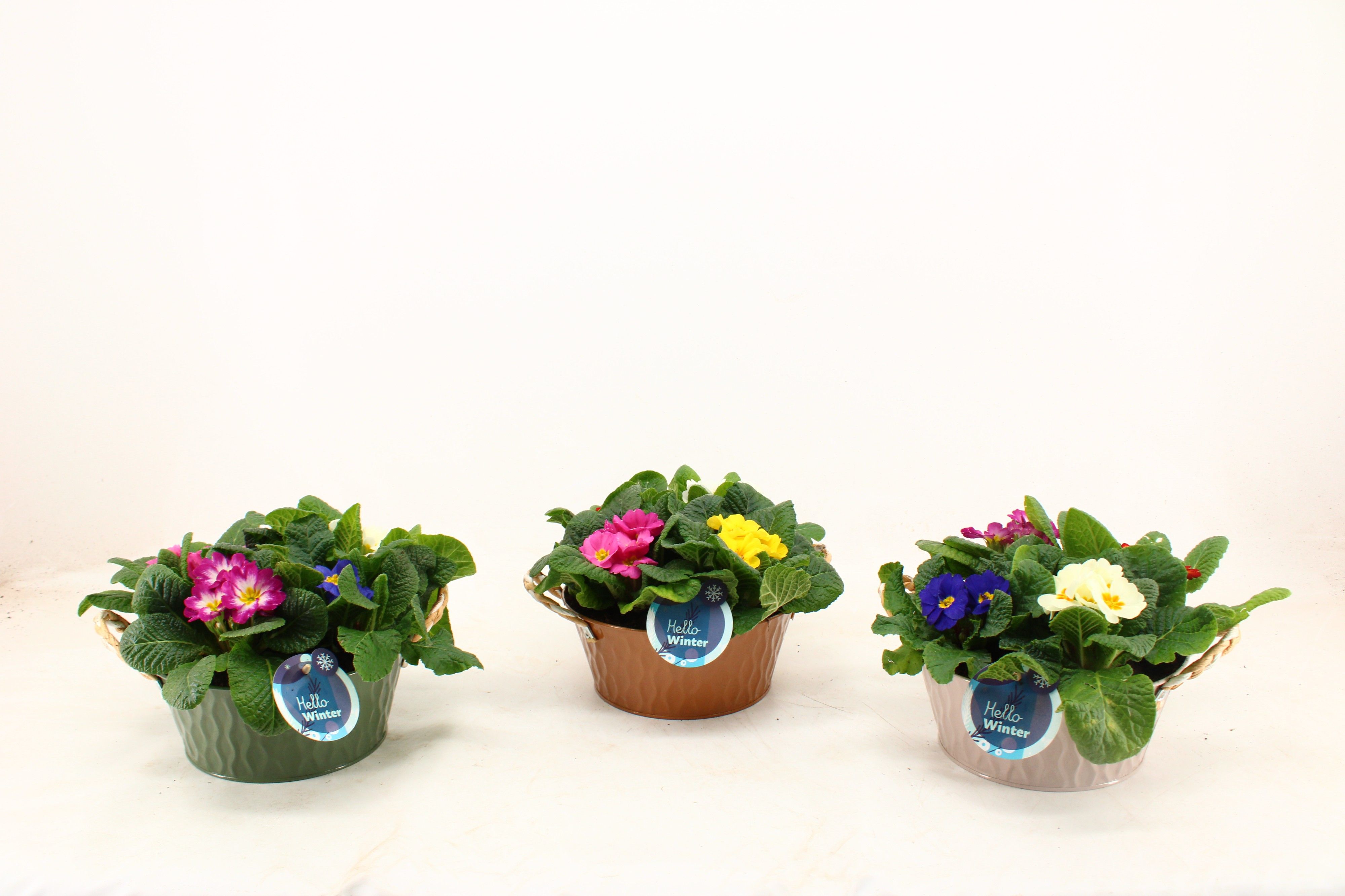 Primula Acaulis in Zinken Nora Schaal Carnaval (4 planten), D 21