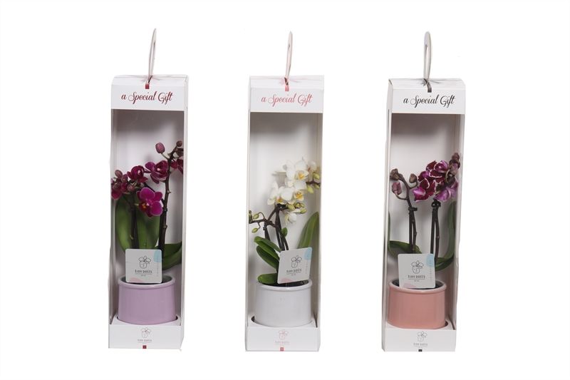 Giftbox Valencia p06 mix Phal Tiny Dolls mix 2T10+ Aqu@, D 6