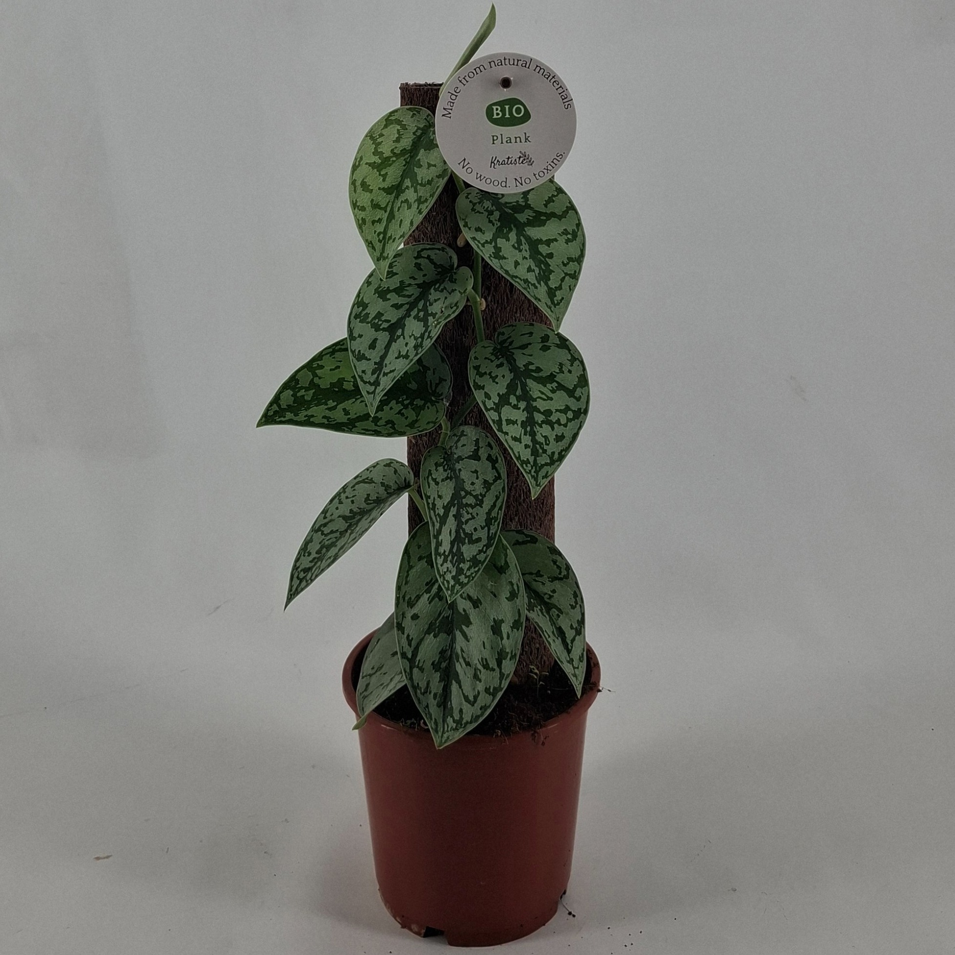 SCINDAPSUS SILVER LADY, D 14