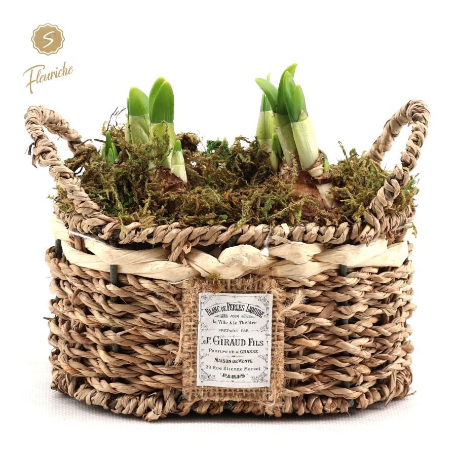 (2400) Narcissus Seagrass Basket Mos, D 10