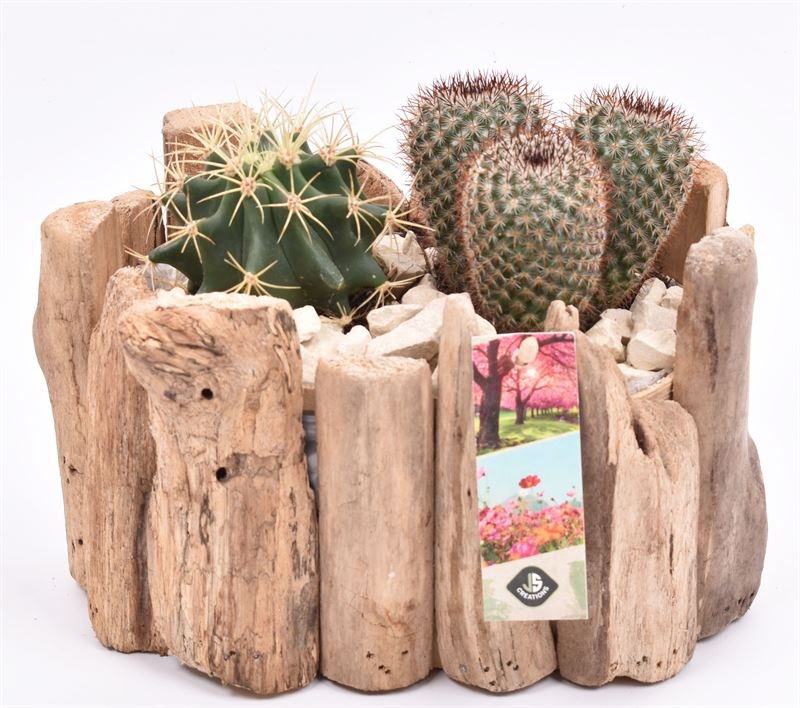 Druivenhout ovaal 21x14.5cm, D 21