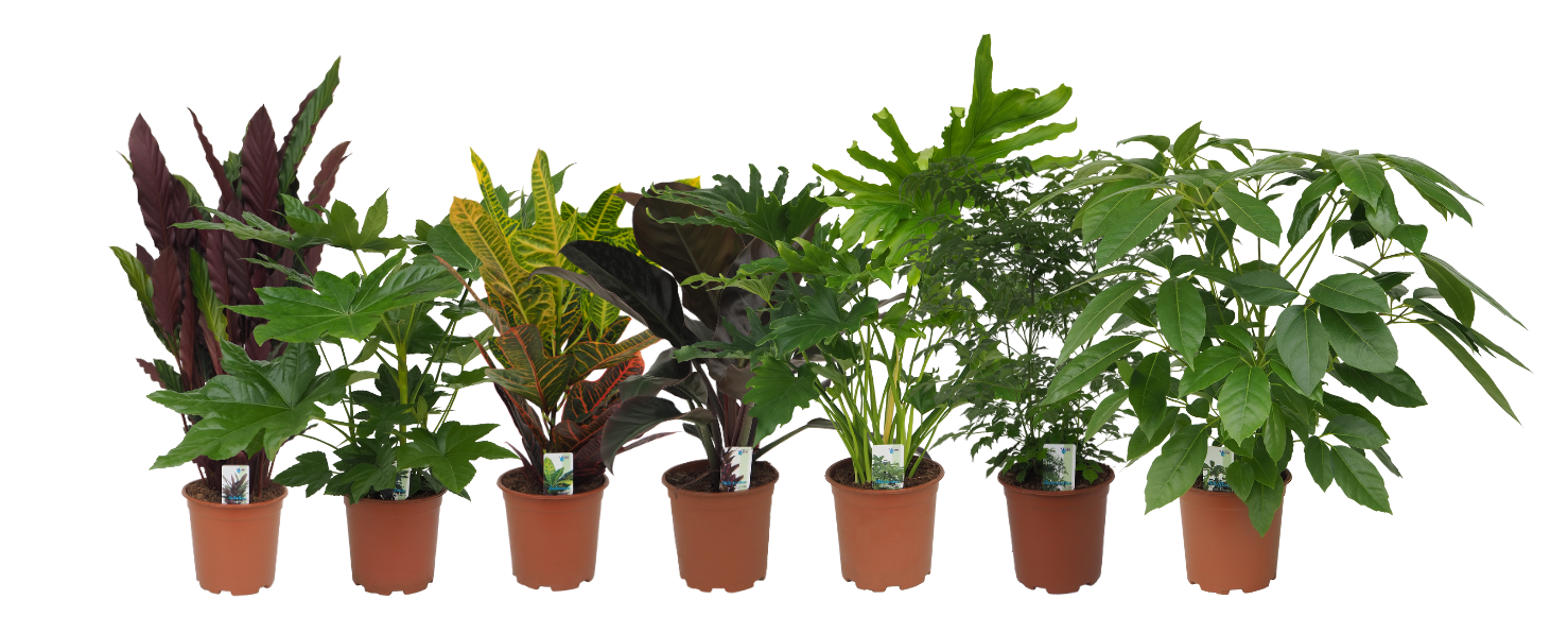 Mix 5 (Calathea Rufibarba, Fatsia Japonica, Croton, Philo Imp. Red / Lickety Split, Radermachera, Schefflera Amate), D 19