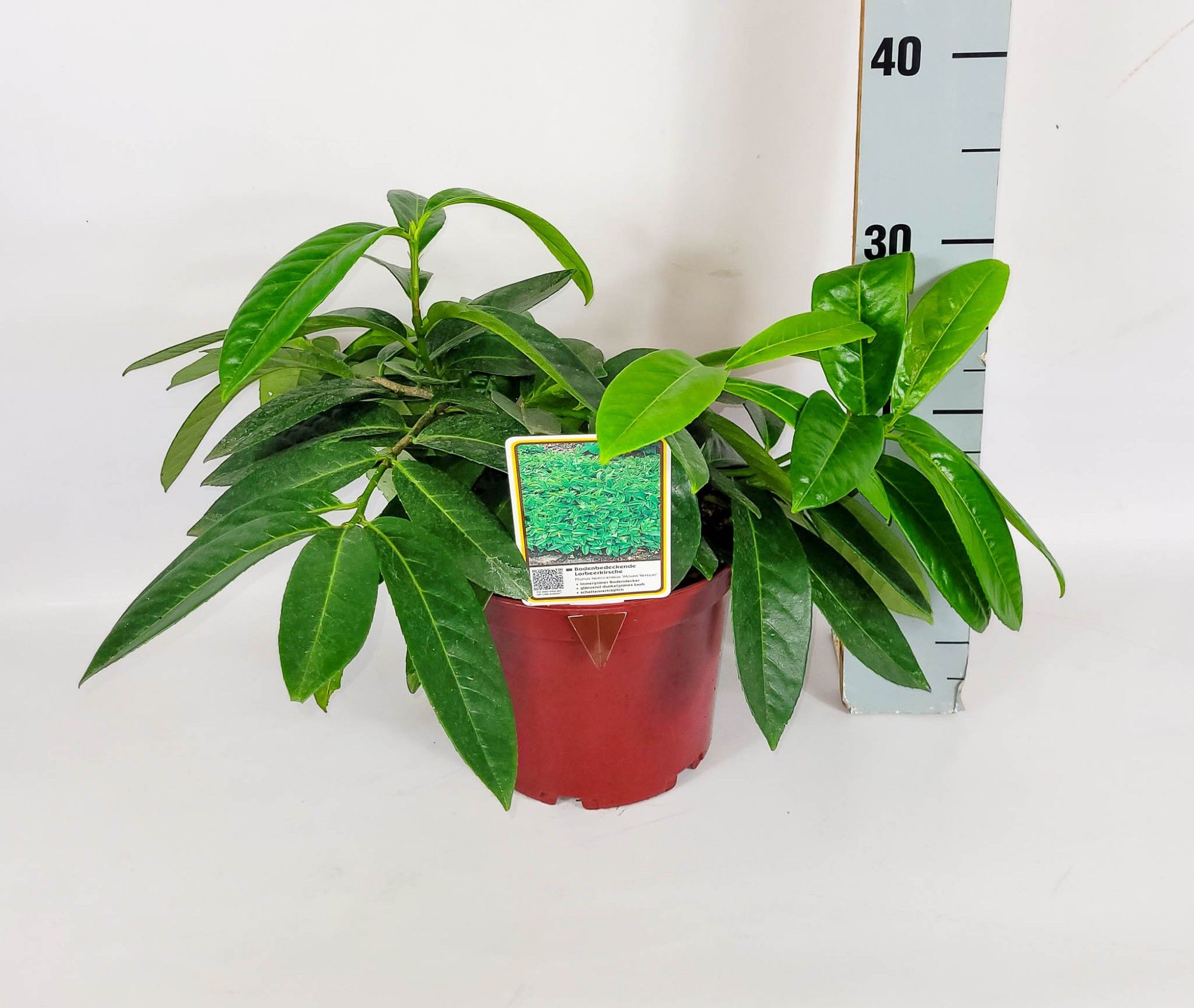 Prunus laurocerasus 'Mont Vernon' C3 20-30, D 19