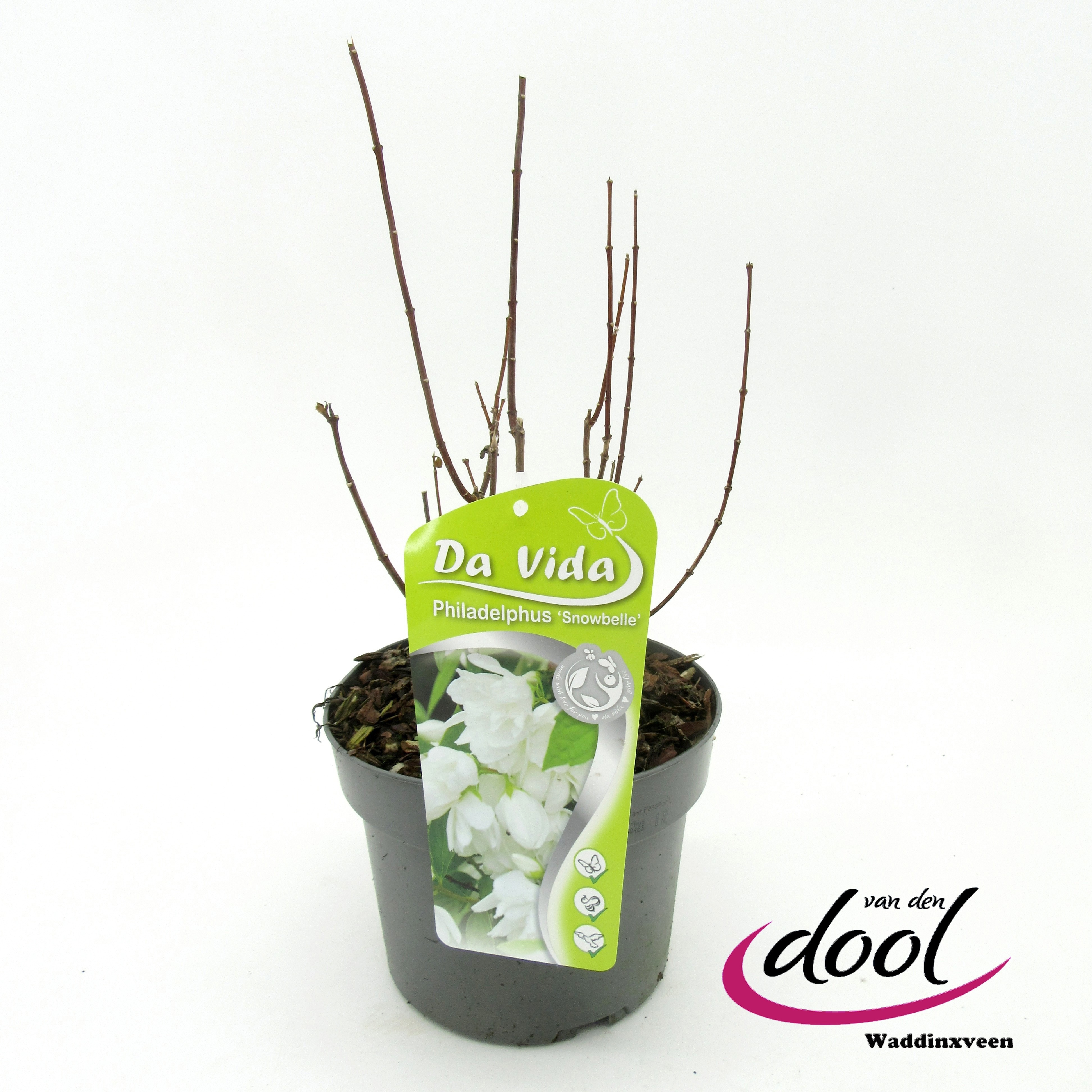 Philadelphus Snowbelle, D 19