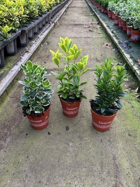 766 LDW : P9 Euonymus mix soorten Aurea-Green spire, D 9