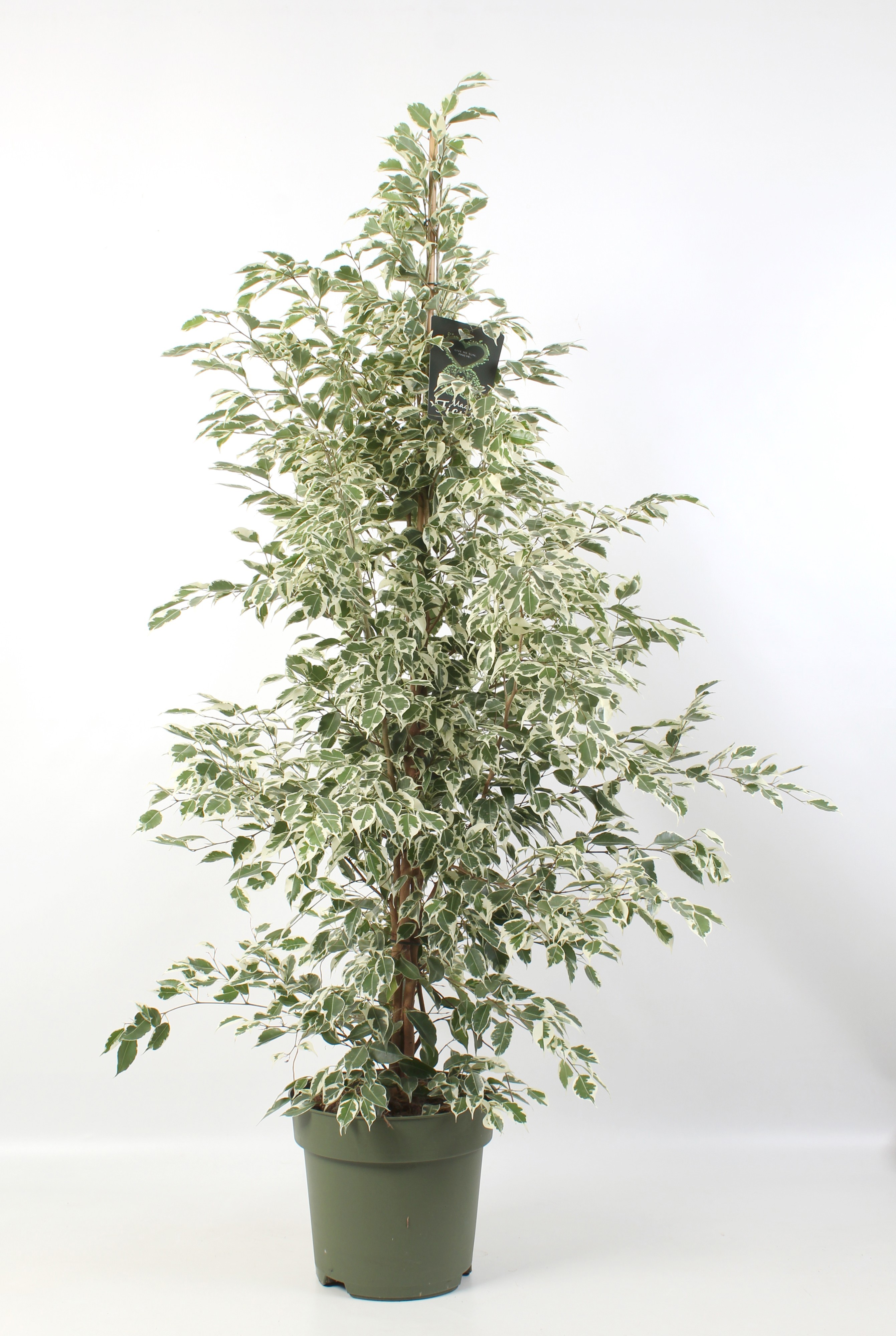 FICUS benjamina Profit, D 27
