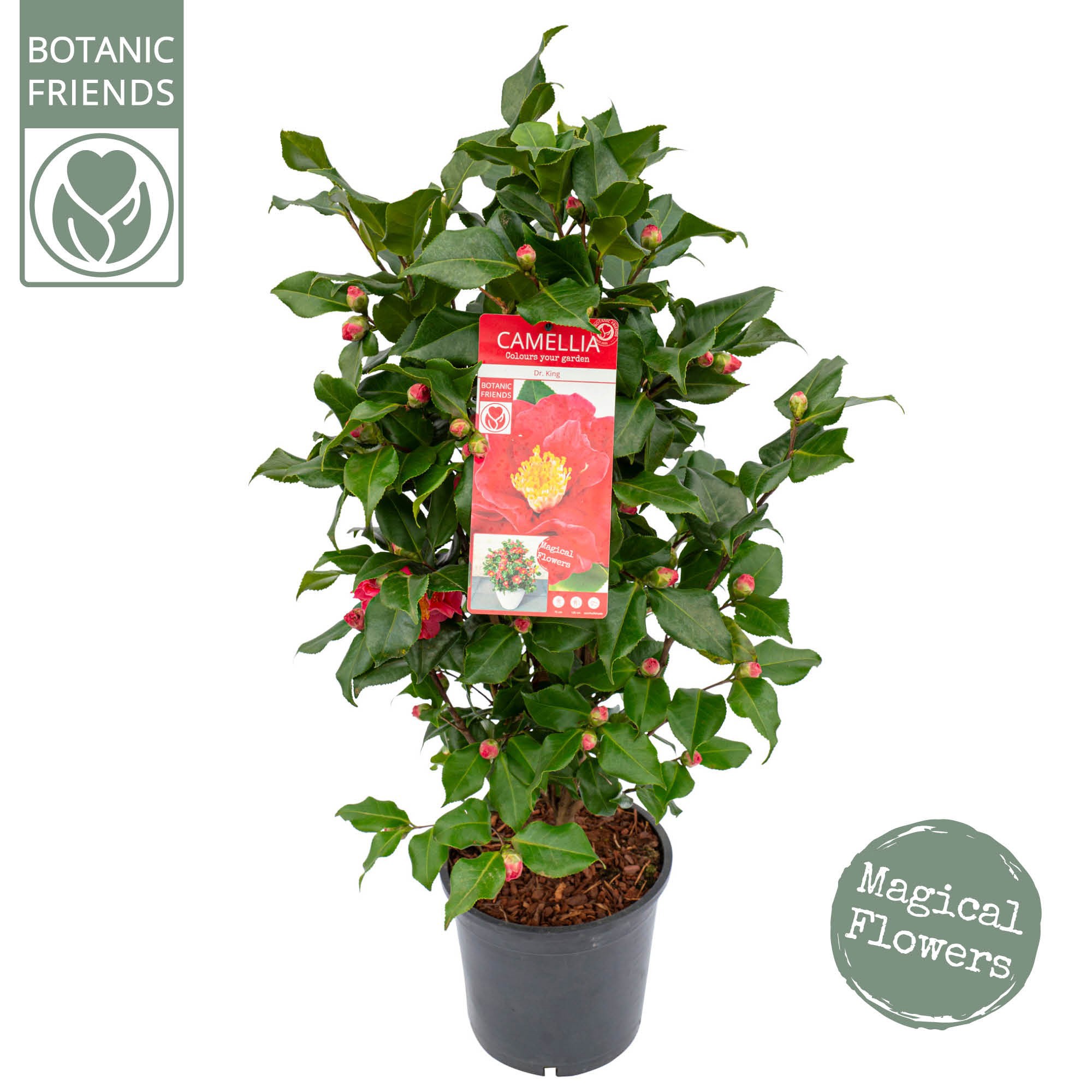 Camellia jap. 'Dr. King', D 24