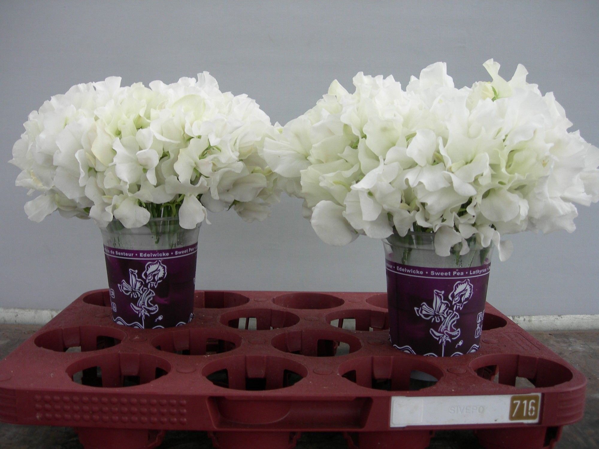 Латирус Винтер Саншайн Вайт 25, шт.