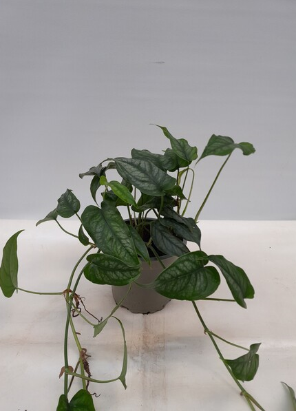 MONSTERA SILTEPECANA, D 12